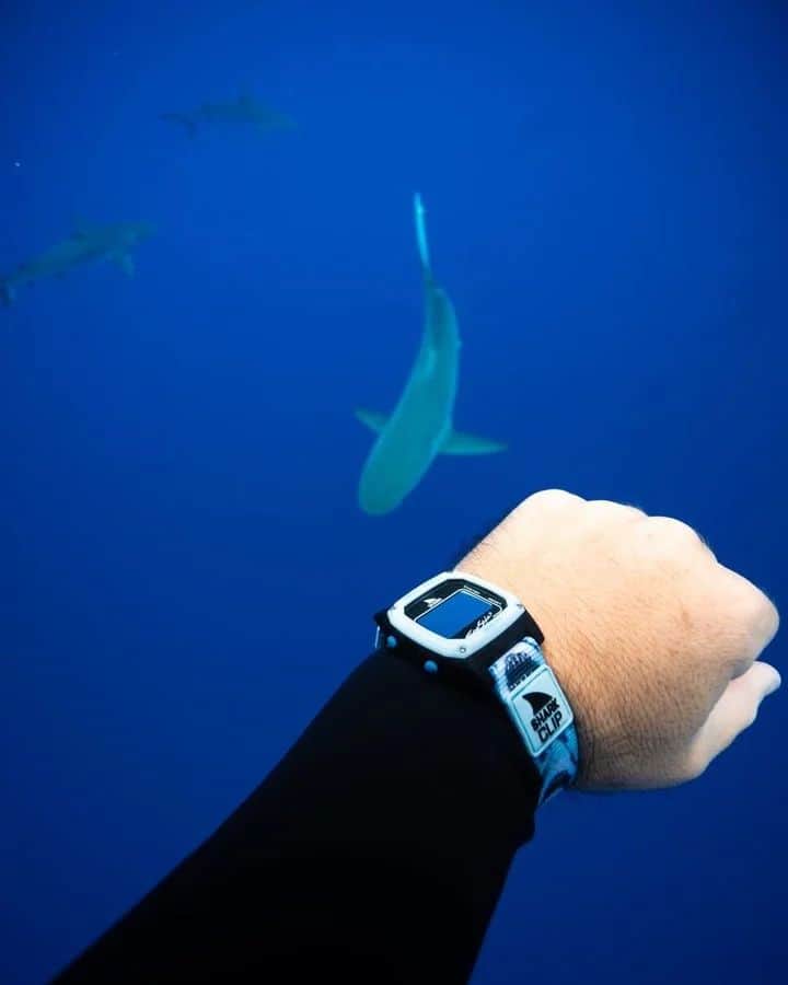フリースタイルのインスタグラム：「Our favorite kind of underwater adventures with @freestylewatches🤿🌊     🦈: #sharkwatch Limited Edition #SharkWeek Mega Breach  📷: @onlyfins.hawaii  _ #myfreestylewatch #sharklovers #sharkconservation #underwaterphotography #dive #underthesea #swimmingwithsharks #watchoftheday」