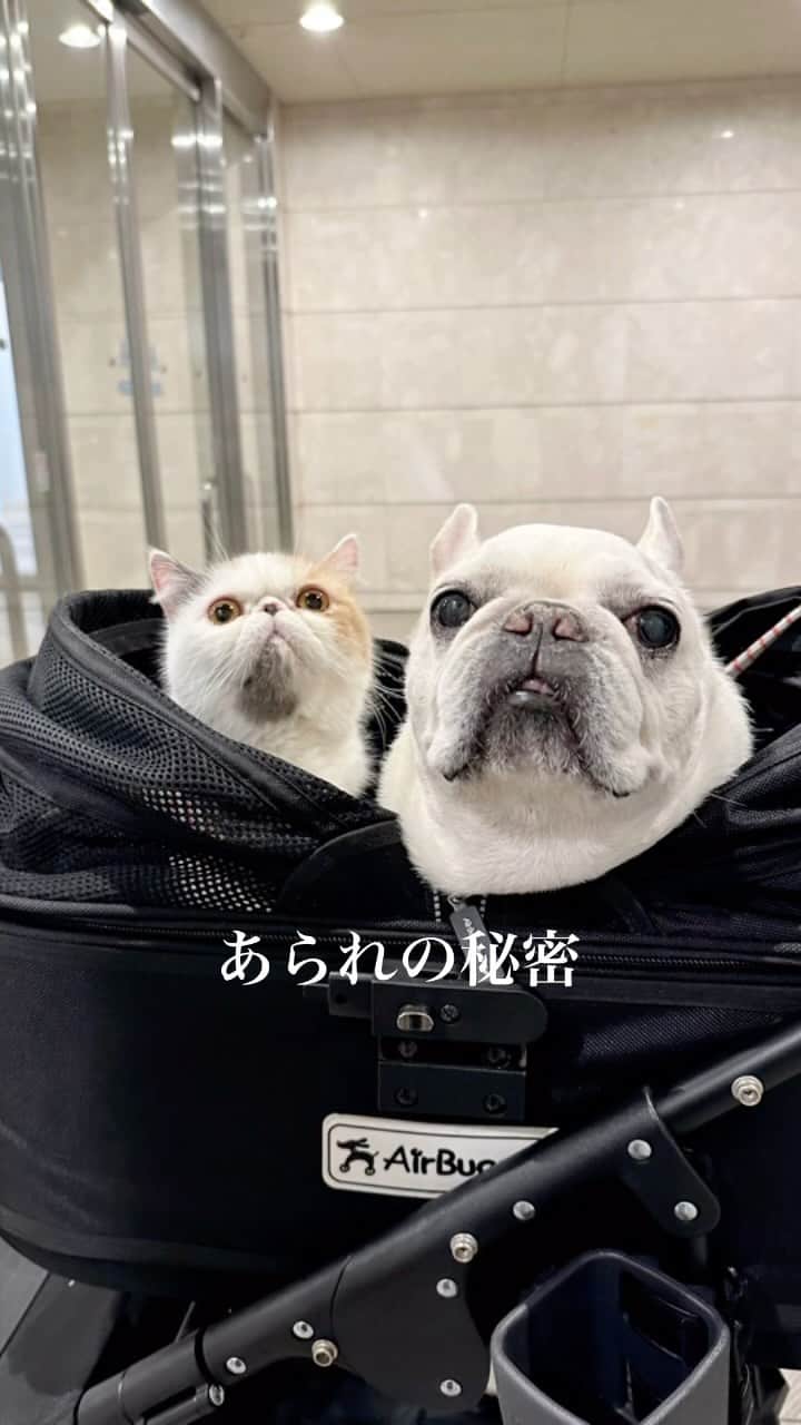 のインスタグラム：「滋賀県のブリーダーさんの元で育ったあられ。今もかわいいけど、パピー時代はほんとにかわいい🙈(いや！今もかわいいよ！) 一年程前に出産を経験し母になりました。 そして一緒に写っている子が、実は @bull.tokyo のおでんくん(@odenya_denden )です！ もう母よりでっかくなっているはず…！ いつか母子再会できるといいな♡ 猫って覚えているもんなのかなあ。 . ご縁あり我が家に来てくれたあられ。 人慣れや病院、毎日の目のケア、爪切りもシャンプーも、ほんとにお利口にさせてくれて、ブリーダーさんに大切にされてたんだなぁと、このご縁に感謝しています。 母でありうどんの妹であり、チーム佐藤の一員であり。 これからもよろしくお願いします！ #あられの秘密  #おでんはあられの息子です #お写真は一部ブリーダーさんにお借りしました ありがとうございます！ @achy.nyan」