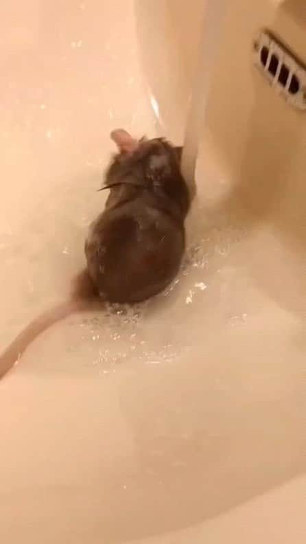 Cute baby animal videos picsのインスタグラム：「Mouse takes bath 🛁 Song : Crazy @skars  Check it out 💕 - - Follow us @cutie.animals.page for more !! 💙 - - Credit 📸 @ DM for removal)🙏🏻 - - #animals #nature #animal #pets #love #cute #wildlife #pet #cats #dog #photography #dogs #instagram #cat #naturephotography #of #photooftheday #dogsofinstagram #animallovers #wildlifephotography #petsofinstagram #birds #catsofinstagram #instagood #petstagram #art #animalsofinstagram #puppy #bird #bhfyp .」