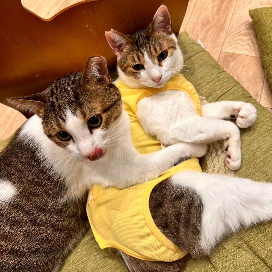 Z李のインスタグラム：「仲良し保護猫コンビ。 付き合ったばかりのカップルくらいベタベタしてる。 . . . #里親募集中 #保護猫」