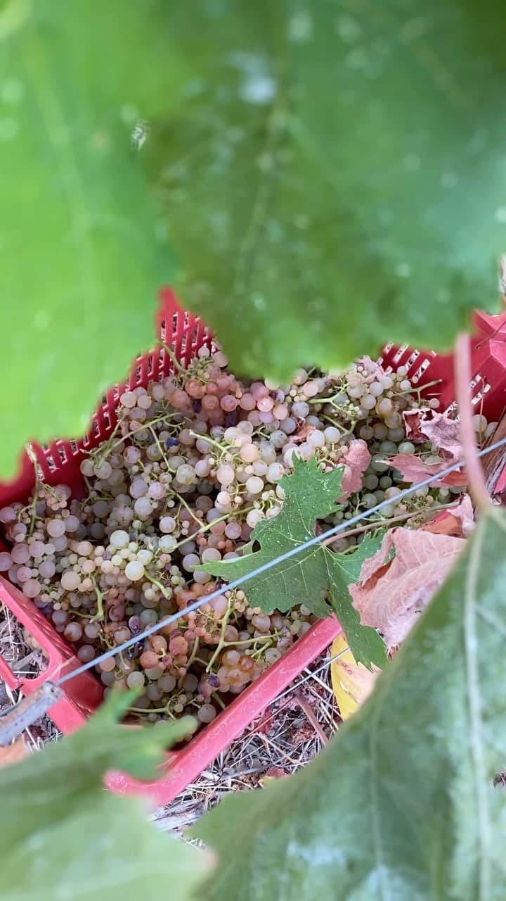 National Geographic Travelのインスタグラム：「Video by @chiaragoia | Early morning grape harvest at Cantina Crovara, a winery in Manarola, Cinque Terre, Italy. This video was shot while on assignment for a National Geographic story on heroic vineyards in Cinque Terre. Read more at the link in bio.」