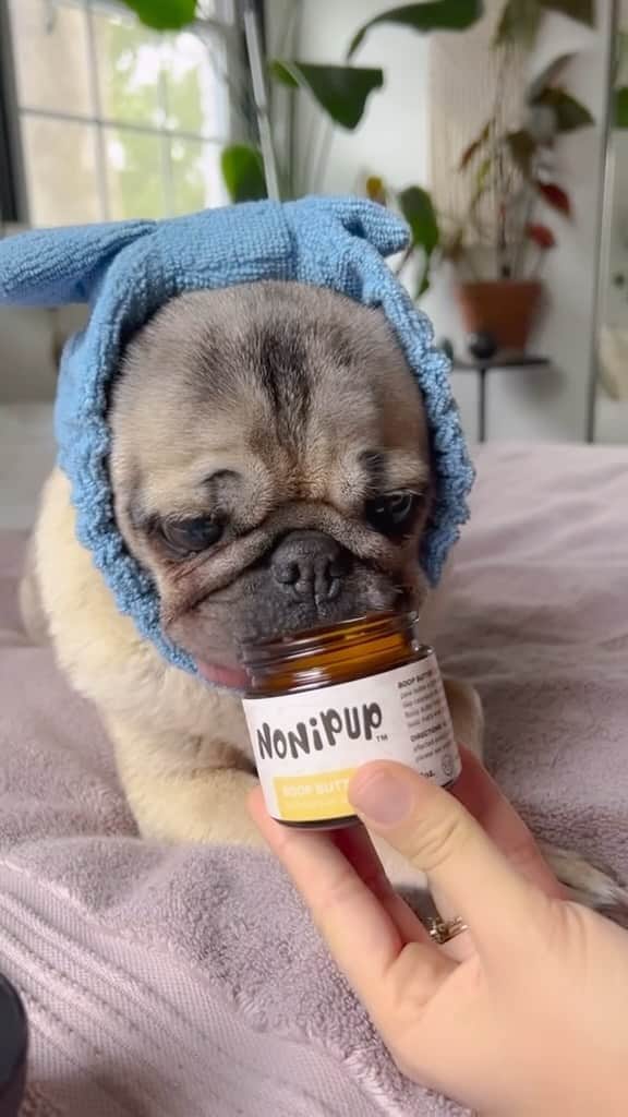 itsdougthepugのインスタグラム：「It’s true! Our Boop Butter™ helps your dog with the following:   ⭐️Dry Nose ⭐️Dry Paws ⭐️Hair Regrowth  ⭐️Soothes dry irritated ears  Get yours at www.nonipup.com」