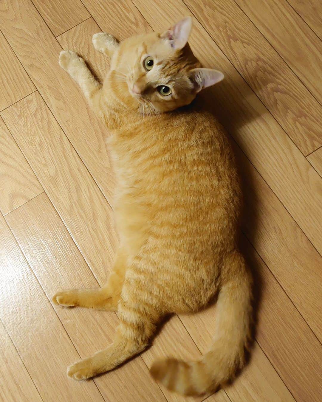 DOTAMAのインスタグラム