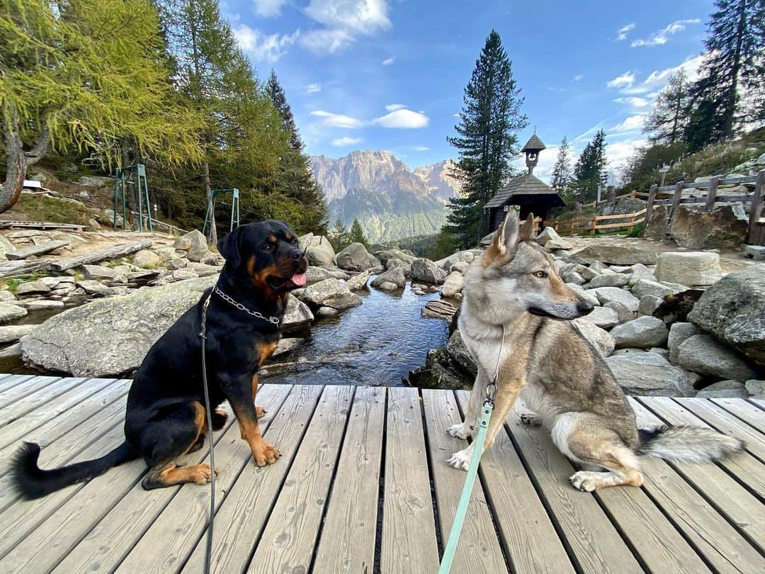 ヴァレンティナ・アリゲッティのインスタグラム：「October’s Postcard  #therainbowflock #ceckoslovakianwolfdog #rottweiler」