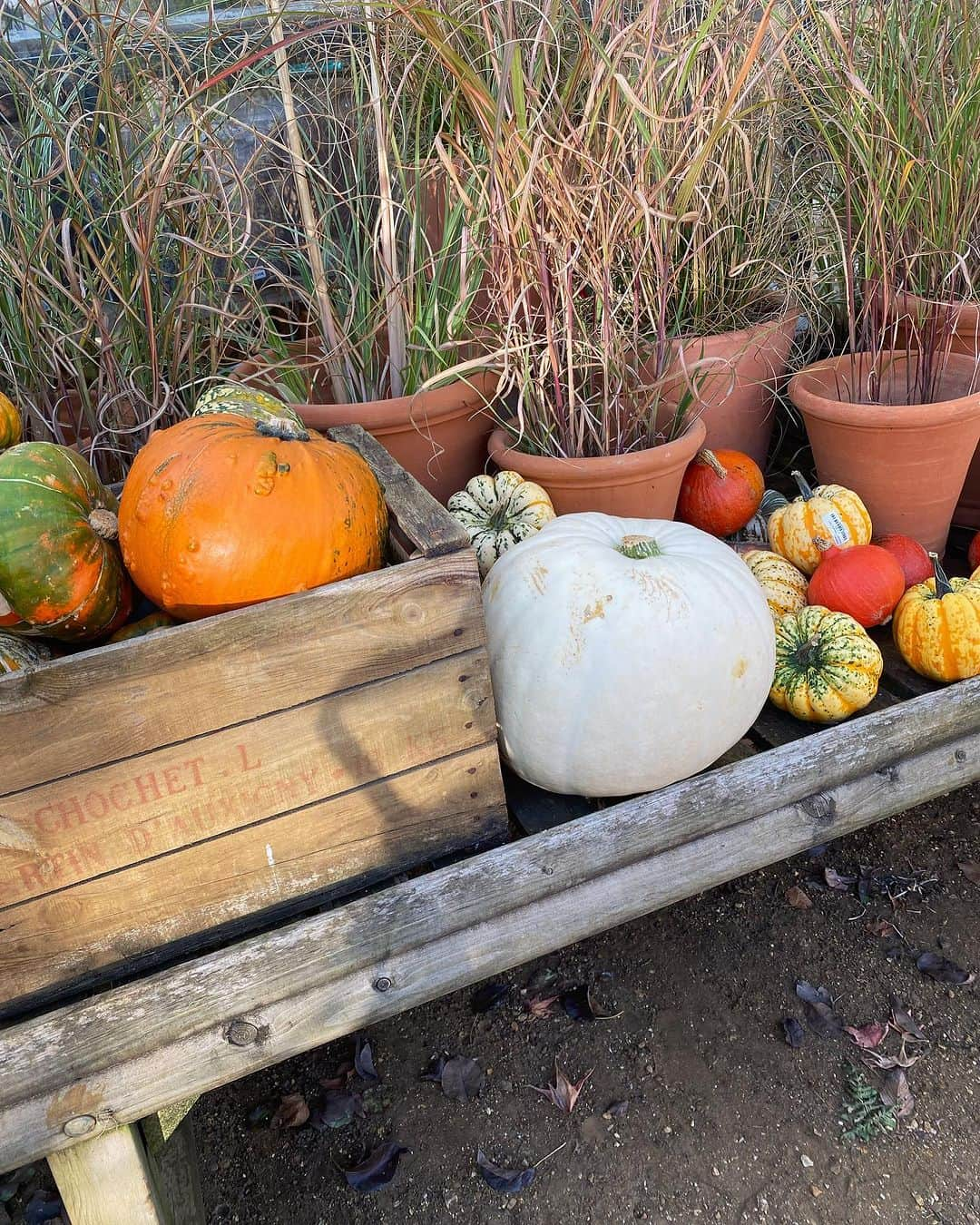 タニヤ・バーさんのインスタグラム写真 - (タニヤ・バーInstagram)「Loved today, love my boys, love you Petersham Nurseries 🍂」10月9日 4時43分 - tanyaburr