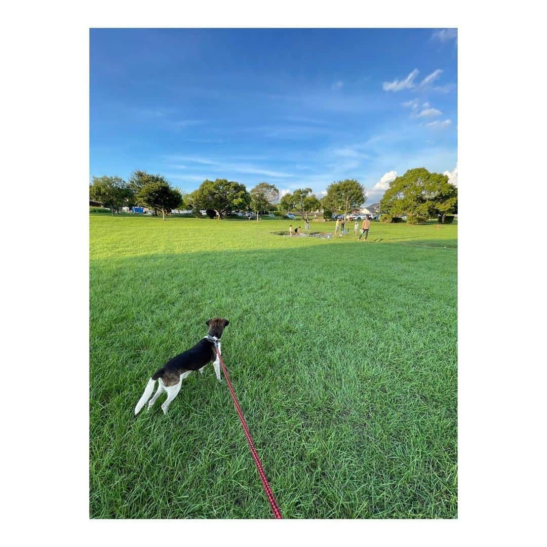 森田真以さんのインスタグラム写真 - (森田真以Instagram)「🌳 夕暮れ時にいちろーとお散歩🐶🌇 近場なのにあまり行ったことがなかった広木公園 とてもいいところだった〜✨ この日は猛暑だったから水に入って気持ちよさそうにしてた⛲️ 亜瑠と麦ちゃんと万里くん いちろーと遊んでくれてありがとぉ🙏🏻♡ そして、安定の勝烈亭🥩 また行こうね〜🤤🤤  #わんことお出かけ #愛犬 #ペット #ビーグル #犬 #犬のいる暮らし #犬との暮らし #犬とお出かけ #水遊び #江津湖 #広木公園 #熊本 #勝烈亭 #いぬすたぐらむ #instadog #instadialy #beagle #dog #dogrun #kumamoto #family #mypet #ig_dogphoto #happy #doglife #dayoff」10月9日 6時06分 - morita_mai