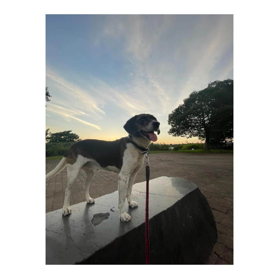 森田真以のインスタグラム：「🌳 夕暮れ時にいちろーとお散歩🐶🌇 近場なのにあまり行ったことがなかった広木公園 とてもいいところだった〜✨ この日は猛暑だったから水に入って気持ちよさそうにしてた⛲️ 亜瑠と麦ちゃんと万里くん いちろーと遊んでくれてありがとぉ🙏🏻♡ そして、安定の勝烈亭🥩 また行こうね〜🤤🤤  #わんことお出かけ #愛犬 #ペット #ビーグル #犬 #犬のいる暮らし #犬との暮らし #犬とお出かけ #水遊び #江津湖 #広木公園 #熊本 #勝烈亭 #いぬすたぐらむ #instadog #instadialy #beagle #dog #dogrun #kumamoto #family #mypet #ig_dogphoto #happy #doglife #dayoff」