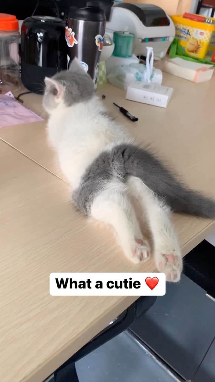 Cute Pets Dogs Catsのインスタグラム：「What a cutie ❤️  Credit: adorable @丁锶小贝 | DY ** For all crediting issues and removals pls 𝐄𝐦𝐚𝐢𝐥 𝐮𝐬 ☺️  𝐍𝐨𝐭𝐞: we don’t own this video/pics, all rights go to their respective owners. If owner is not provided, tagged (meaning we couldn’t find who is the owner), 𝐩𝐥𝐬 𝐄𝐦𝐚𝐢𝐥 𝐮𝐬 with 𝐬𝐮𝐛𝐣𝐞𝐜𝐭 “𝐂𝐫𝐞𝐝𝐢𝐭 𝐈𝐬𝐬𝐮𝐞𝐬” and 𝐨𝐰𝐧𝐞𝐫 𝐰𝐢𝐥𝐥 𝐛𝐞 𝐭𝐚𝐠𝐠𝐞𝐝 𝐬𝐡𝐨𝐫𝐭𝐥𝐲 𝐚𝐟𝐭𝐞𝐫.  We have been building this community for over 6 years, but 𝐞𝐯𝐞𝐫𝐲 𝐫𝐞𝐩𝐨𝐫𝐭 𝐜𝐨𝐮𝐥𝐝 𝐠𝐞𝐭 𝐨𝐮𝐫 𝐩𝐚𝐠𝐞 𝐝𝐞𝐥𝐞𝐭𝐞𝐝, pls email us first. **  #sleepingkitty #instakitties #kittycuddles  #catladylife #catsareawesome」