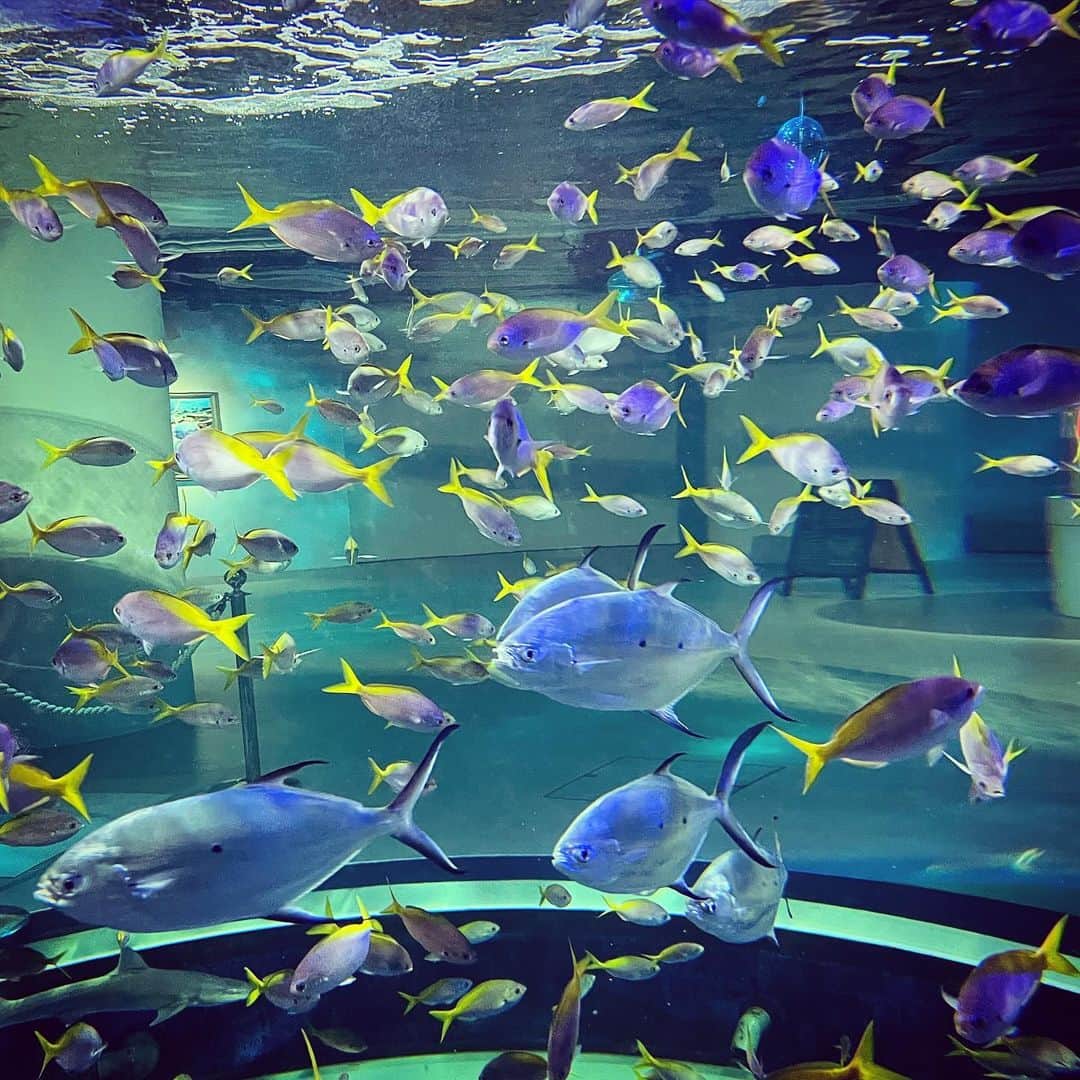 石田昌宏のインスタグラム：「海の中ではなく水族館です」