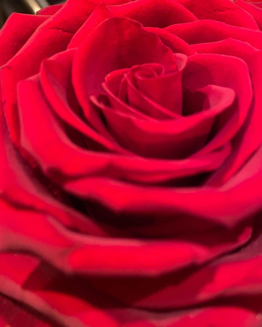 福山理子さんのインスタグラム写真 - (福山理子Instagram)「RAD IS LIFE  #赤い薔薇 #radislife  #銀座ローズギャラリー」10月9日 16時07分 - rikofukuyama