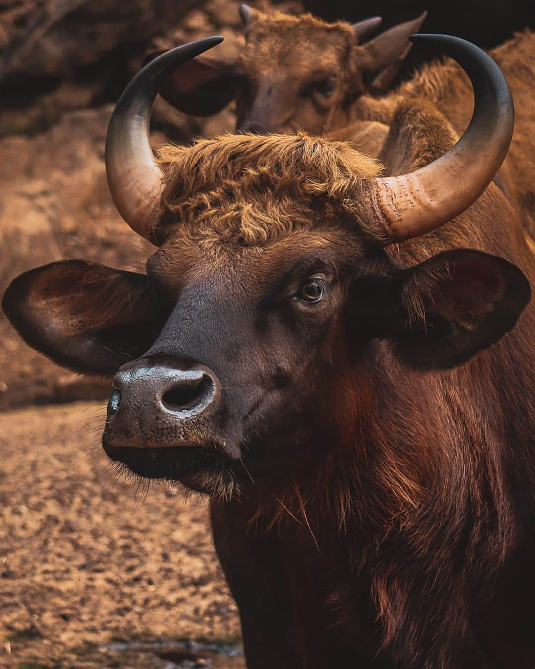 Canon Asiaのインスタグラム：「Not all feral animals call the wild their 🏠.  🦌 This Gaur was photographed by @_____sank3t___ in the Bondla Wildlife Sanctuary, which also shelters a variety of other animals. Taking a gradual and conservative approach allowed him to get fairly close to his subject before 📸 this portrait. By shooting with a telephoto lens, he was able to isolate the subject from the herd to achieve a more unique composition. - 📷 Image by @_____sank3t___ on Canon EOS M50 Mark II | EF-S55-250mm f/4-5.6L IS STM | 100mm | f/5 | ISO 1000 | 1/400s - #TeamCanon #CanonAsia #CanonPhotography #CanonPhoto #CanonImages #CanonLens #CanonColourScience #PhotoOfTheDay #IAmCanon #ThePhotoHour #WildlifePhotography #NaturePhotography」