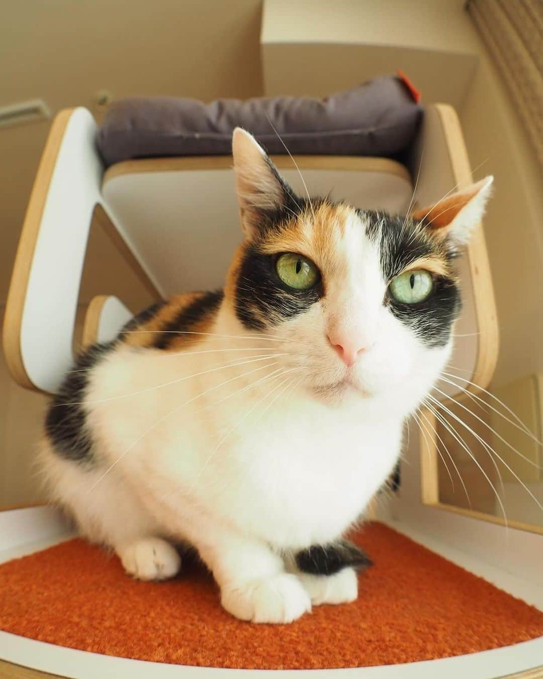 杉本彩のインスタグラム：「ご報告が遅くなりましたが、8月７日、愛猫 月子が虹の橋を渡りました。とても穏やかな最期でした。  2011年の東日本大震災で地元ボランティアさんによって救われ、縁あって私の家族になりました。 昔、個人で保護活動をしていた私に、宮城のボラさんから助けを求めるご連絡がありました。そして引き受けた６頭の猫、その中にいたのが月子です。 骨組みだけ残っていた家屋で、そこに集まっていた猫たちのお世話をされていました。5月に入っても県内の施設はどこも満杯で、受け入れ先のない猫たちをなんとか安全な場所で保護してあげたいと、面識のない私ですが、一縷の望みを託されたのだと思います。  それから約2年が経ち、奇跡のような出来事が起こりました。私が撮影した自宅リビングの動画が、あるテレビ番組で放送された後、動画に映り込んだ月子を紹介したことで、ある日お便りが届きました。 画面に映し出された猫が、地震で離れ離れになってしまった愛猫ではないかと、たまたま録画されていた番組を何度も見返し、お手紙をくださったのです。お手紙には、まり子と名づけていた愛猫との、穏やかで幸せな生活が、突如震災で奪われてしまったこと。そして、いなくなったまり子ちゃんを心配する苦しい胸の内が綴られていました。その心中は、言葉を持たない同じしっぽの家族を持つものとして、痛いほど胸に伝わるものでした。お手紙には、まり子ちゃんがどんな性格か、どんなものが好きか、どんなふうに喜ぶのか、とても詳細に書かれており、そのすべてが月子そのものでした。 また、月子が保護されていた多賀城市の隣りにご自宅があったことなどから、津波に流されてたどり着くであろう位置関係にあり、まり子ちゃんと月子が同一の猫であることを、私も確信したのです。 しかし飼い主さんは、ご自宅が無くなり余儀ない引越しとご高齢であることから、月子を引き取ることができず、引き続き私がお世話させていただくことになりました。 愛猫が元気でいてくれたこと、そして幸せに暮らしている映像もご覧になり、心底安堵されていました。  そして、月子が我が家に来て12年が経ちました。亡くなる1週間前から、急に食べなくなり、水だけを飲んでいることが多く、そのうち水も口にしなくなり、ほとんどを寝て過ごすようになりました。腎臓病の投薬を何年も続けていましたが、それでもいつかは、投薬も意味を成さない時がやってきます。高齢の子において、寿命というその時期がきたら、できるだけ自然に、苦痛やストレスのない選択をしてあげたい、まるで蝋燭の灯が消えるように、静かで穏やかな最期を迎えさせてあげたい。ジタバタせず、強い心で、やさしく見守り、寄り添う、、、。そんなふうに看取ってあげたいと、さまざまな看取りの経験から学んだ私が、たどり着いた答えでした。１日でも長く一緒にいたい、少しでも回復に向かってほしいと強く願うあまり、動物にとって、負担な治療を強いてしまったのではないか、ただただ苦しませてしまったのではないか、もっと冷静に心の準備ができていれば、最期は一番くつろげる自宅で、看取ることができたはずだと、後悔の念に苦しんだこともありました。その経験で感じたことは、今も私の心に深く刻まれていて、看取りの時期がそう遠くないことを感じると、その選択を誤らないように、より注意深く、より強い心で向き合わなければならないと、自分に言い聞かせます。その子の性格や病状や年齢を踏まえ、私の考えをしっかりと獣医師に伝え、最善の選択をすることが大切だと。 今回、少しでも食べられるようになればと、2日間点滴も行いましたが、これ以上の治療は月子の負担になるだけだと獣医師に相談のうえ判断し、３日目の点滴はしないと決めました。月子の性格を誰よりも知る私の判断です。家で好きにさせてあげること、美味しいもの、好きなものしか食べないグルメな高齢の月子に、強制的な給餌や延命はしない、その時がきたら、猫らしく、安らかな最期を迎えられるよう、私はありったけの愛とエネルギーを注ぎ、そして心の準備をすること、たくさんの看取りから学んだことです。 「枯れるように旅立つ」ことが、穏やかな最期に繋がるのだと知りました。それでも、いざその時がくるとやはり悩みます。望みをかけて何かしたいという思いに駆られます。それを踏みとどまり、月子のことだけを考え、たどり着いた判断でした。  8月７日、午前中に取材の仕事を終え、自宅に戻りました。すぐに月子のところへ行き、名前を呼びながら体をなでていると、それから間もなく、ほんの少し足が痙攣したあと、二度ゆっくりと体を伸ばし、静かに息を引き取りました。午後12時頃でした。まるで私が帰宅するのを待っていたかのようでした。きっとそうだと思います。その最期を、私に見せることで、その選択は間違っていなかったよ、そう伝えてくれたように感じたのです。そのやさしさに、月子への感謝の思いが、涙となって溢れました。そして、月子を抱きしめながら、何度も何度も感謝を伝えました。 今ごろは、きっと最初の飼い主さんと、再会していることと思います。」