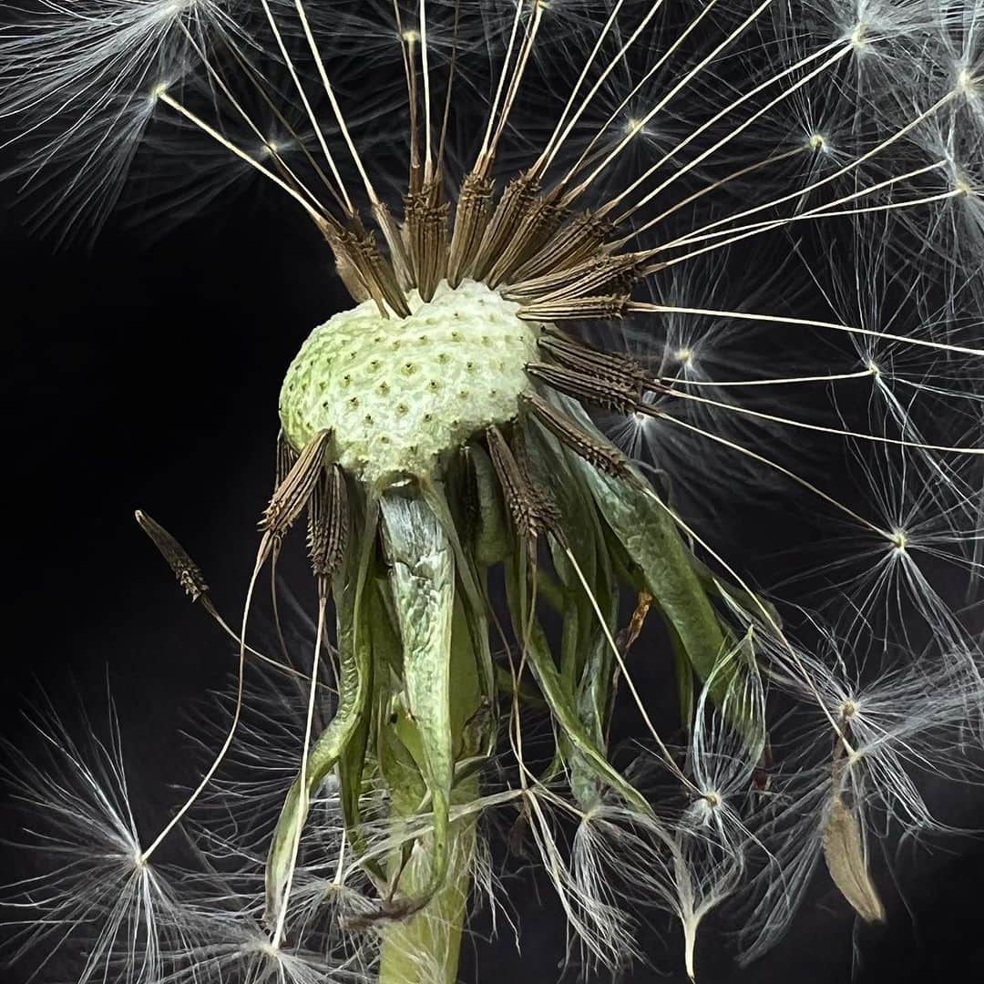 のインスタグラム：「Dandelion. I am, at times amazed by the iPhone camera quality.」