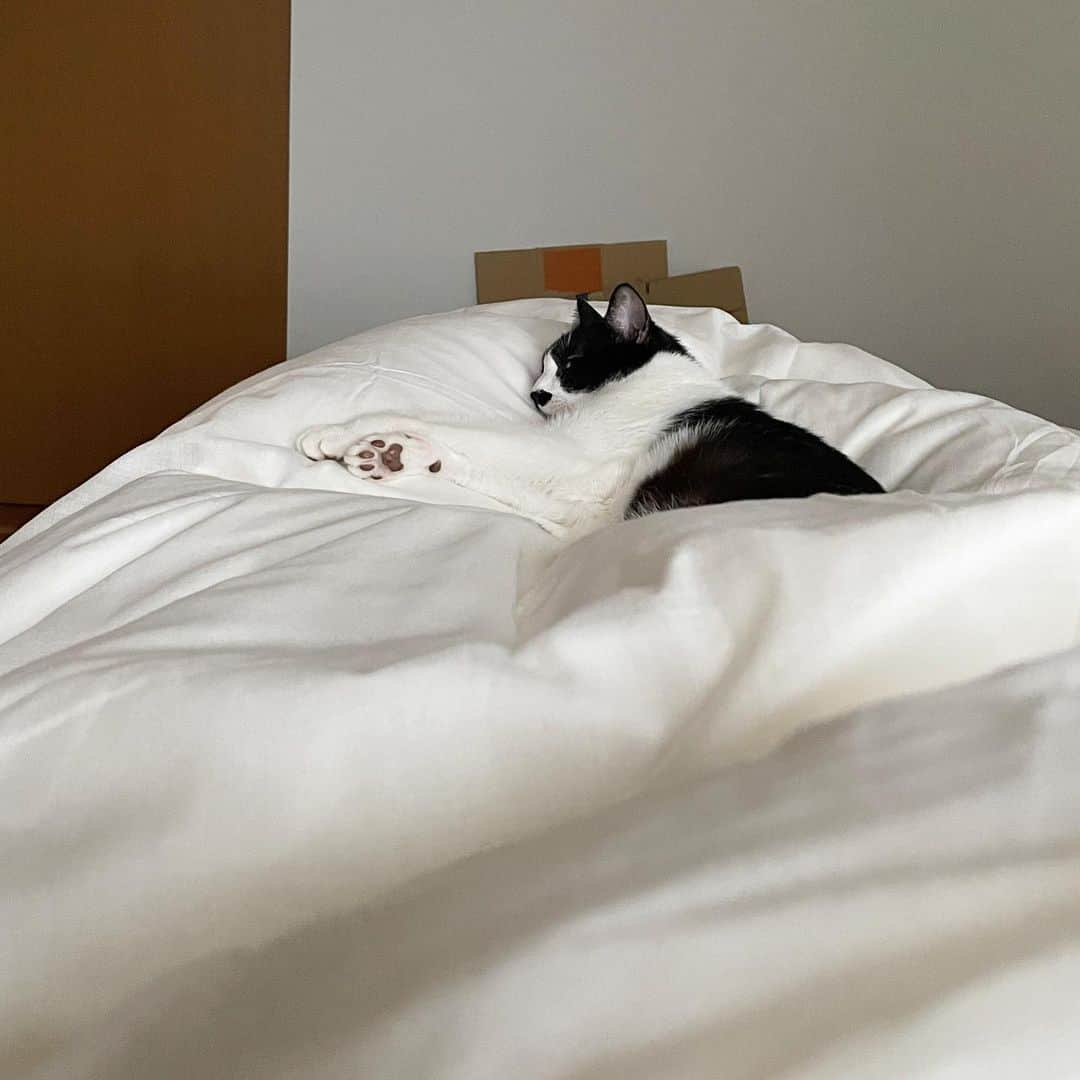 猫ラボのインスタグラム：「いきなり冬がやってきたような寒さですねえ（猫も足の上にやってきた）」