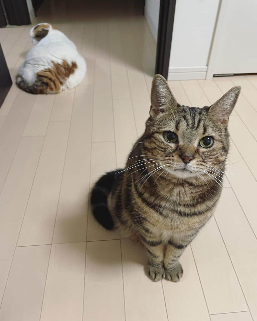 ありす & まりあのインスタグラム：「Good morning! ☂️ 雨の日いってらっにゃい♪」