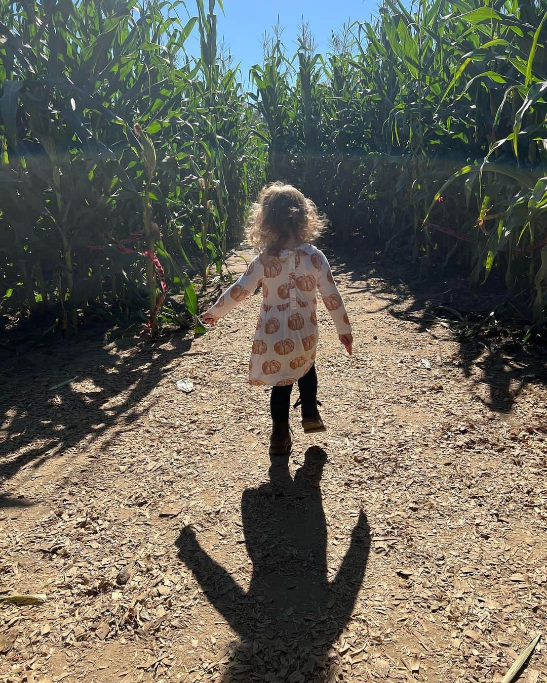 Breonne Rittingerさんのインスタグラム写真 - (Breonne RittingerInstagram)「Family fall days are the greatest! 3rd year at the corn maze and it gets better each year! Cookies and painting pumpkins to finish out the night! #fall #pumpkin #cornmaze #cookies」10月9日 8時37分 - breonnecowan