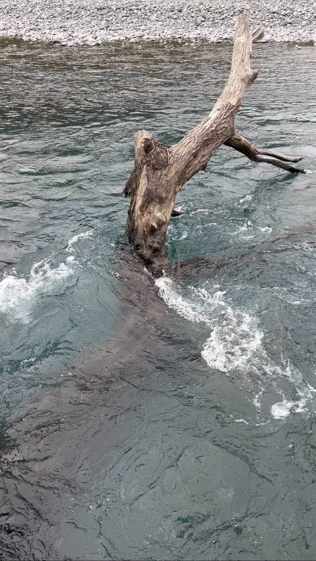 かせきさいだぁのインスタグラム：「一見美しいのだけど、魚🐟があまりにもいない…前は1時間で10匹近く釣れた川だったのに」