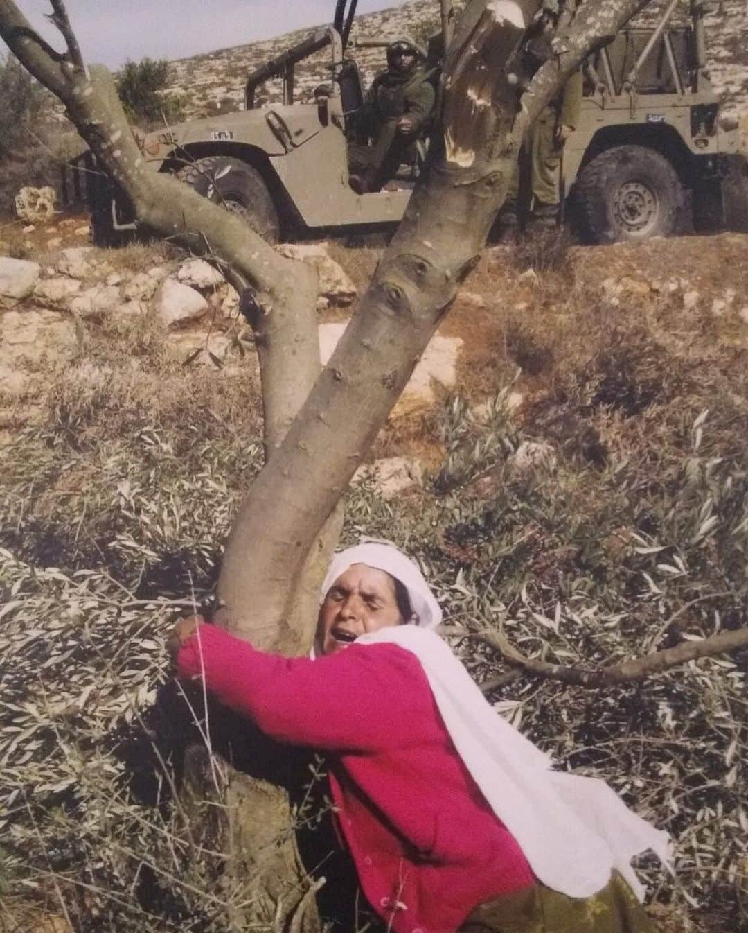 ミア・ハリファのインスタグラム：「“If the olive trees knew what is happening to the hands that planted them, their oil would become tears” Mahmoud Darwish 🇵🇸🕊️」