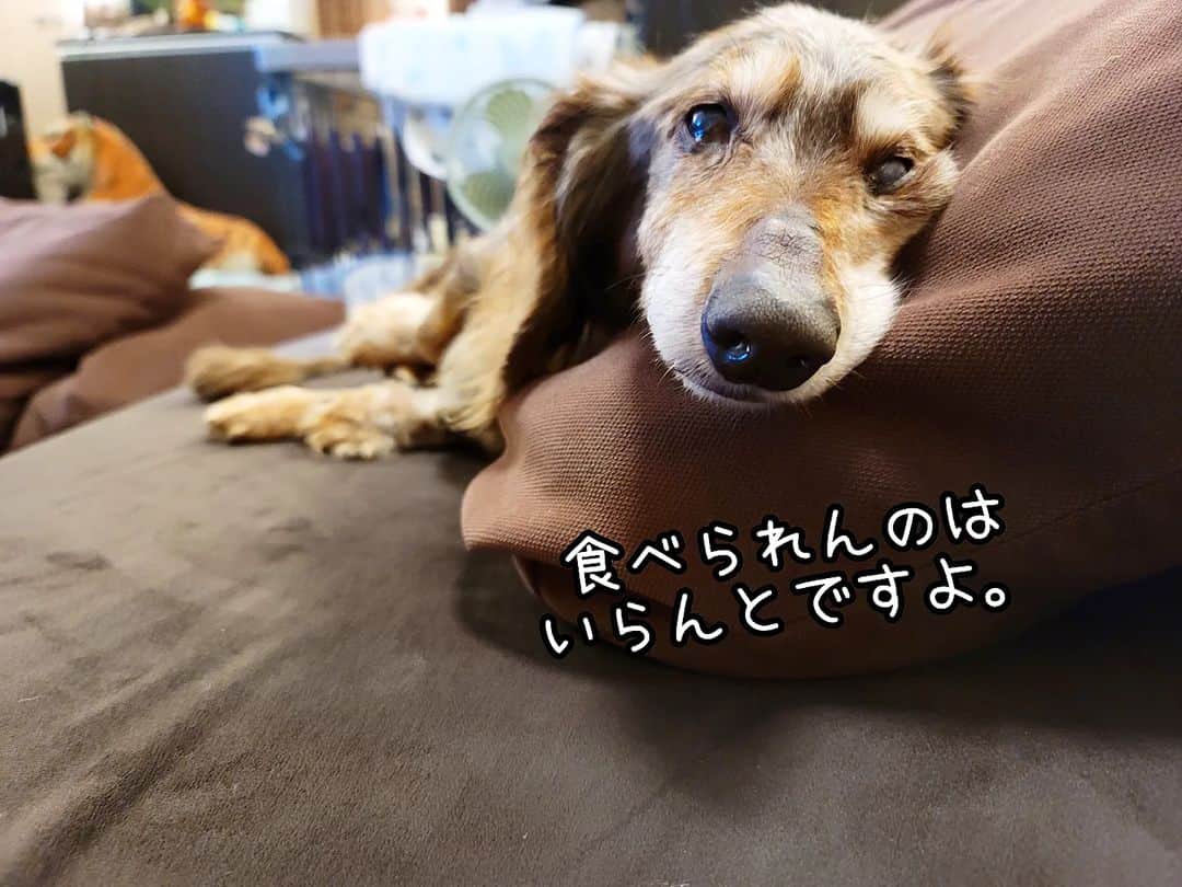 Erikaのインスタグラム：「絶対気にいると思ったのにな。 見つけたときはかーちゃん店で ニヤニヤして小躍りしたのにな。 . プレゼントしたホッピーさんは 全く持ってお気に召さなかったご様子😅 . タコさん🐙赤ウインナー箸置き・・・・ いや、ただの🐙かもたが。 . . ●本日ブログ更新 【お留守番犬・ホッピーの日々】 . . . #虹の橋 #虹組 #18歳8ヶ月と6日🌈 . ・････━━━━━━━━━━━････・ #ダックスフンド #ダックス #ミニチュアダックス #チョコダップル #dachshund #dachs #dog #dogstagram  #instadog #高齢犬 #一人と一匹 #お留守番犬 #留守番犬 #dogwheelchair #失明犬 #お留守番犬ホッピーの日々 #老犬 #シニア犬 #老犬ダックス #老犬との暮らし #ハイシニア犬 #虹組🌈 #虹組2023 #2004年組 ・････━━━━━━━━━━━････」