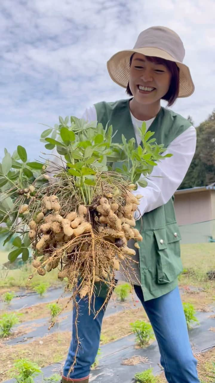 川瀬良子のインスタグラム：「10月8日(日)晴れ☀️  🥜落花生🥜大収穫〜😆！！！  栃木県益子町の畑で、 いつもお世話になっている キヨコさんの畑のお手伝い😊  種まきはみなさんが、 日々の管理はキヨコさんがして下さり、 本当に感謝です。  葉っぱもかわいくて大好きな落花生🥜 とっても不思議な実のつき方をするんですよね〜！  名前のとおり、 花が落ちて、豆の元は土の中にもぐっていって、 そこで実がなるので「落花生」🥜  不思議〜！  土の中になる作物は、 姿が隠れているドキドキワクワクが何度体験しても楽しい〜♪  葉っぱを束ねてゆっくり引き抜くと、土のにおいと共に、落花生がどっさり〜！  採れたてをキヨコさんがすぐに茹でて下さり、 みんなでパクパクパクパク食べちゃいました！  採れたて茹でたてはぜんぜん違う！ 栗の様なホクホク感と、甘さにびっっっくり！！！！  贅沢〜🤩  食べ終わる頃に、第2弾、第3弾が現れて まさに無限落花生でしたっ🤣👏🏻  キヨコさん、何もかもありがとうございました！ ご馳走さまでした🙏🏻  あ〜おいしかった〜😍😍😍  なによりも、収穫の作業中（いや、栃木に向かう道中から🤣）とにかくそれぞれがしゃべり倒し🤣 笑いっぱなしで楽しかった〜！ 心と体がパワーアップした感じがします🤣  お仕事を通じて知り合った方なども、 一緒に農作業をすると一気に距離が近付けちゃうのも畑の魅力！  初めましての方も、長年の知り合いの様な距離感に🤣  土、作物に触れて作業をして一緒に食べる、この過程がすごく大切なのかもしれませんね〜😊  みなさんの畑、プランターの様子はどうですか？ ぜひ！ 教えてくださいね〜😊  🥜🥜🥜  #栃木県 #益子町 #畑 #家庭菜園 #農作業 #野菜作り #土 #落花生 #収穫 #収穫体験  🍙🍙🍙  帽子 @chispa_spark_official  手袋 @towa70  ベスト @keimen_products  長靴 @aigle @aiglejapan   あ、張り切って持って行ったマイ鍬の出番はありませんでした〜🤣」