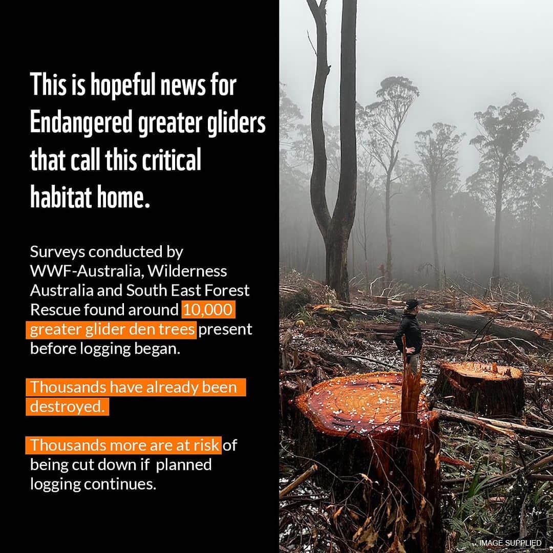 Victoria Leeさんのインスタグラム写真 - (Victoria LeeInstagram)「🚨BREAKING: The NSW Environment Protection Authority (EPA) has extended the Stop Work Order in Tallaganda State Forest until 13 November.  This is hopeful news for Endangered greater gliders that call this critical habitat home.   @WWF_Australia, Wilderness Australia and South East Forest Rescue recently conducted surveys after discovering Forestry Corp of NSW had been logging in Tallaganda State Forest - one of the last remaining strongholds of greater gliders.  Their surveys found there would have been about 10,000 greater glider den trees present before logging began. Thousands have already been destroyed, and thousands more are at risk of being cut down if the planned logging goes ahead.  We need to ensure permanent protection is in place across Tallaganda State Forest if we want to save greater gliders from extinction.  🌿Add your voice now to help secure permanent protection via the link in bio 🧡 or visit https://discover.wwf.org.au/wwf-tallaganda-logging   #SaveGreaterGliders #EndNativeForestLogging  @wwf_australia」10月9日 10時15分 - victorialee