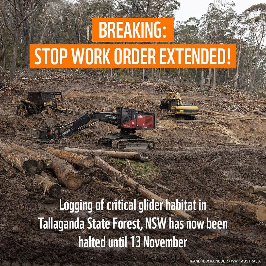 Victoria Leeのインスタグラム：「🚨BREAKING: The NSW Environment Protection Authority (EPA) has extended the Stop Work Order in Tallaganda State Forest until 13 November.  This is hopeful news for Endangered greater gliders that call this critical habitat home.   @WWF_Australia, Wilderness Australia and South East Forest Rescue recently conducted surveys after discovering Forestry Corp of NSW had been logging in Tallaganda State Forest - one of the last remaining strongholds of greater gliders.  Their surveys found there would have been about 10,000 greater glider den trees present before logging began. Thousands have already been destroyed, and thousands more are at risk of being cut down if the planned logging goes ahead.  We need to ensure permanent protection is in place across Tallaganda State Forest if we want to save greater gliders from extinction.  🌿Add your voice now to help secure permanent protection via the link in bio 🧡 or visit https://discover.wwf.org.au/wwf-tallaganda-logging   #SaveGreaterGliders #EndNativeForestLogging  @wwf_australia」