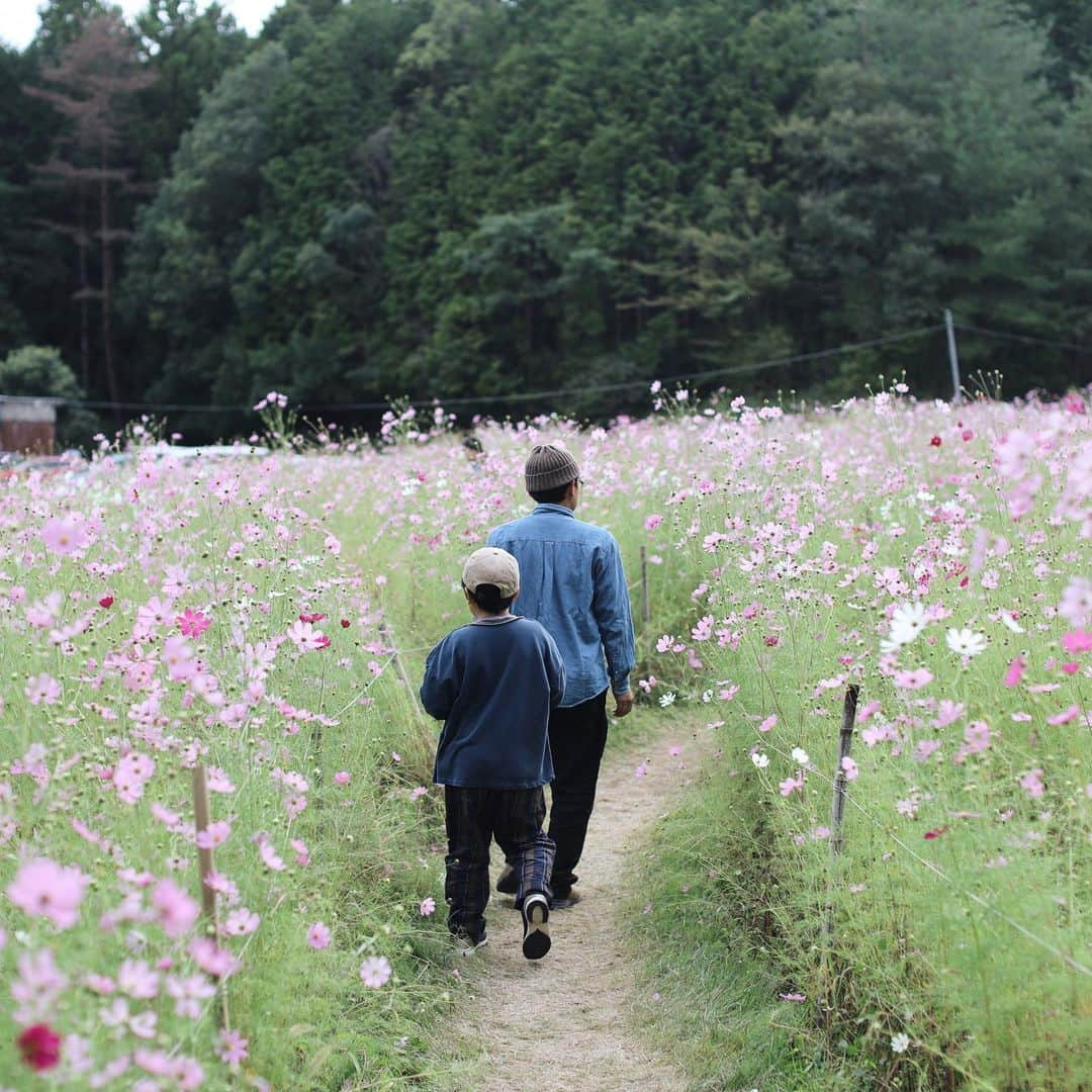 きなこのインスタグラム：「満開のコスモス畑へ☺️ 大阪の豊能町にある"とよのコスモスの里"。  大人の背丈ほどあるコスモス畑の中に細い道が入り組んでいて、まるでコスモスの迷路みたいで楽しかった✨  息子カメラマンもロケーションの良さに腕が鳴ったらしく、構図や光の入り方、目線やポーズにこだわりながら、コスモス畑でメルヘンな夫婦ツーショットをいっぱい撮ってくれたよ😁✨  #コスモス #コスモス畑 #とよのコスモスの里 #きなこのおでかけきろく #こどもとおでかけ #小学生 #小学生男子 #育児 #子育て #こどもと暮らす」