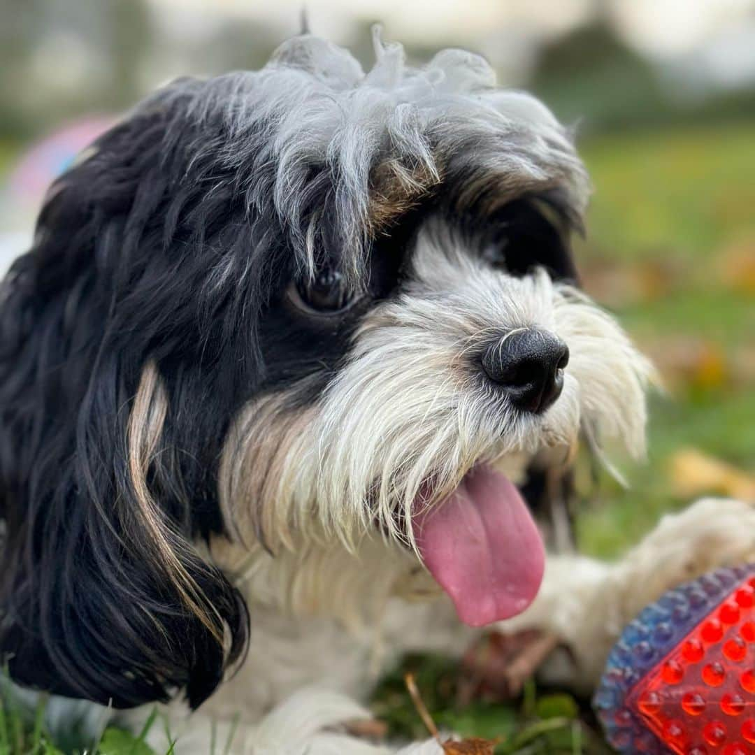 サマンサ・ロンソンのインスタグラム：「Come on! How is he so cute? #misterforever #dogstagram #doglover photo credit #mynewbff」