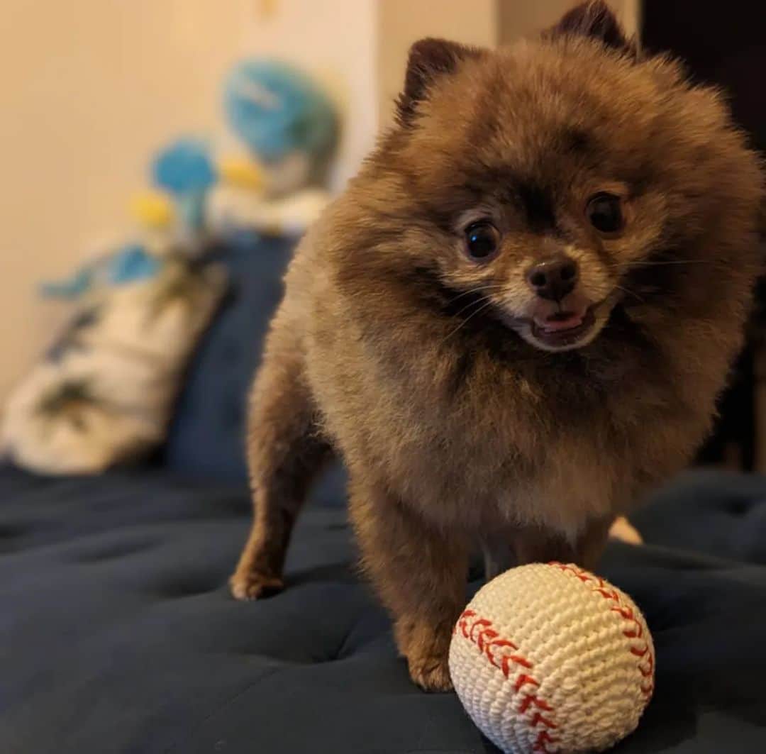 武田航平のインスタグラム：「ポメ×野球 #pomeranian  #dogoftheday  #きび きびのお気にいり。 とってきて〜って投げるともってきてくれます☺」