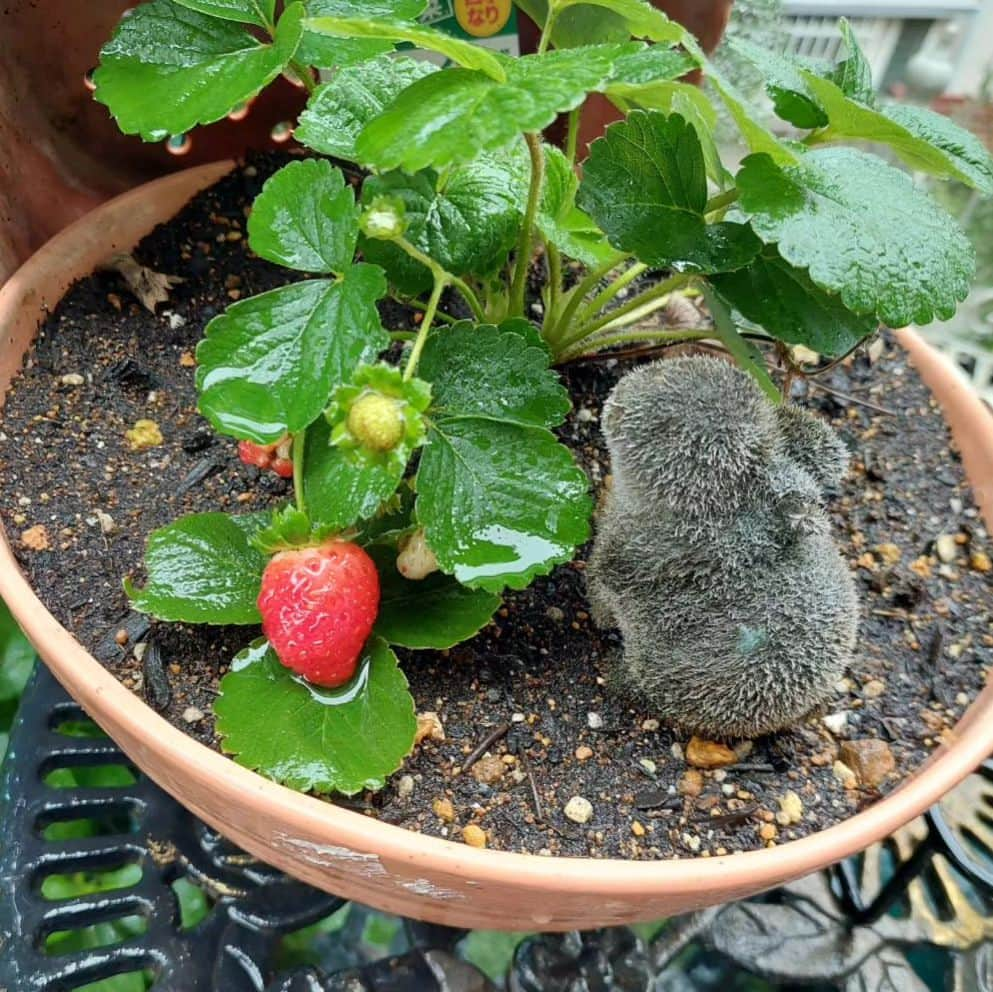 愛華みれのインスタグラム：「なんだか急に寒くなりましたね  雨も  と、庭みると、、、  🍓わ、イチゴ🍓  えー😃嬉しい🎵😍🎵  かわいいよね」