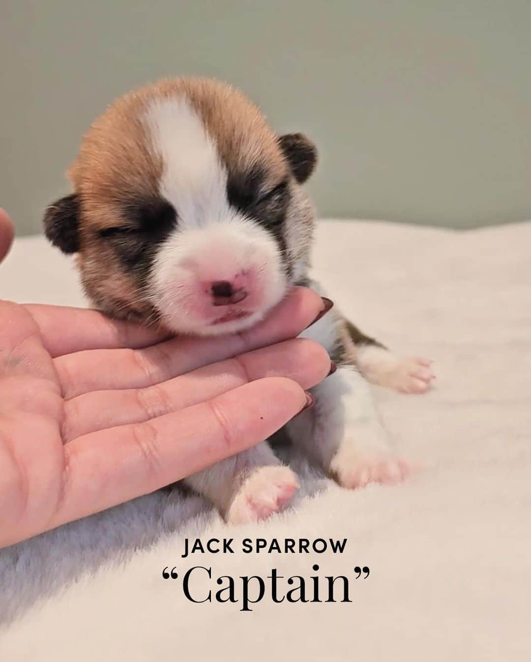 Geordi La Corgiさんのインスタグラム写真 - (Geordi La CorgiInstagram)「The moment you've been waiting for... Scaggy's litter theme and names! (Swipe to see the potential registered names and call names)  The theme is... Pirates of the Caribbean: The Curse of the Black Pearl 🌚🏴‍☠️  - Flying Dutchman "Davy Jones"  - Jack Sparrow "Captain" - Blue Bayou "Morgan"  - Black Pearl "Keira" (You probably know Keira Knightley was in the movie, but the name Keira actually means “Little Dark One,” which was perfect for the little dark girl!)   Litter themes are often chosen based on the stud dog's registered name, but we felt like that was a big disservice to the dams who actually do all the work in raising the puppies! So this litter theme is inspired by Agatha's mom Pearl, who happens to be @capricciocorgis' first breeding female (also known as "foundation b*tch" in the breeding world).   This litter theme has a double meaning – for those of you who are aware of Pearl & Agatha’s prominent “parts…” well IYKYK. 🌚⚫️🤣   What do you think of the theme and names? Let us know in the comments!   Sire: GCHB Tri-umph That's How I Roll "Scotty"  Dam: GCH Capriccio's Spirit in the Spotlight "Agatha"」10月9日 11時11分 - lacorgi
