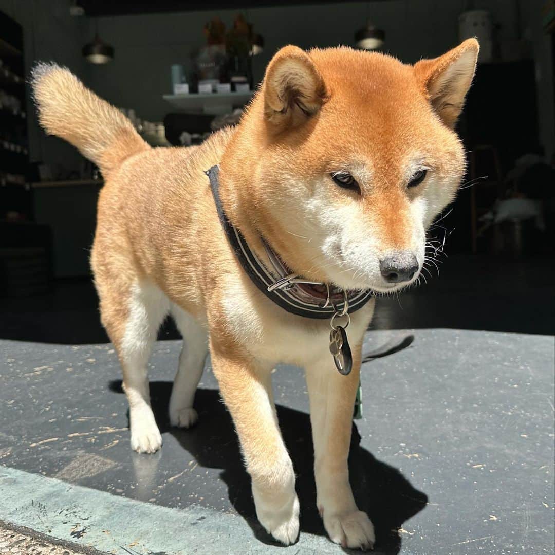 Shibainu Pontaのインスタグラム：「Ponta, one of the rarest Pokémon.   #ポケモン  #メルボルン #柴犬のいる暮らし #shibainu」