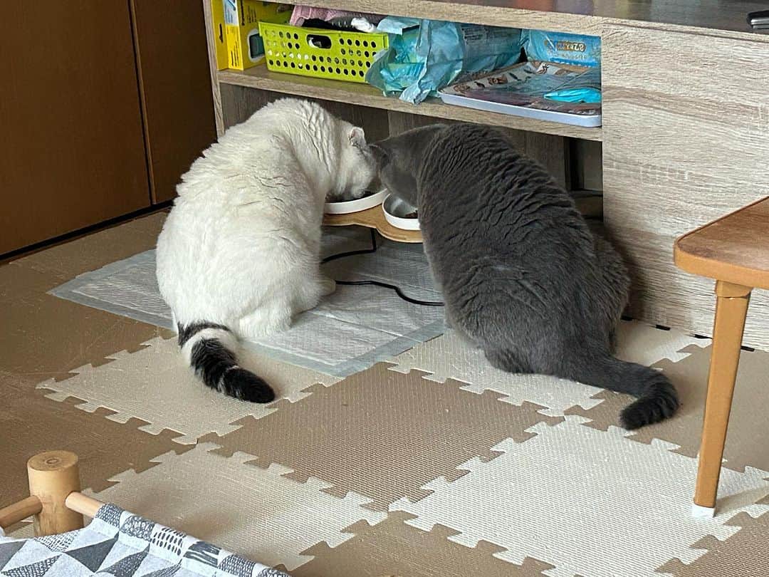 KAORUさんのインスタグラム写真 - (KAORUInstagram)「#諭吉 も元気に過ごしてます☺️  先日の病院の数値 貧血が改善されてました（薬は継続）😊  #ブリティッシュショートヘア  #慢性腎不全猫  #猫のいる暮らし」10月9日 11時50分 - yukisaku_88