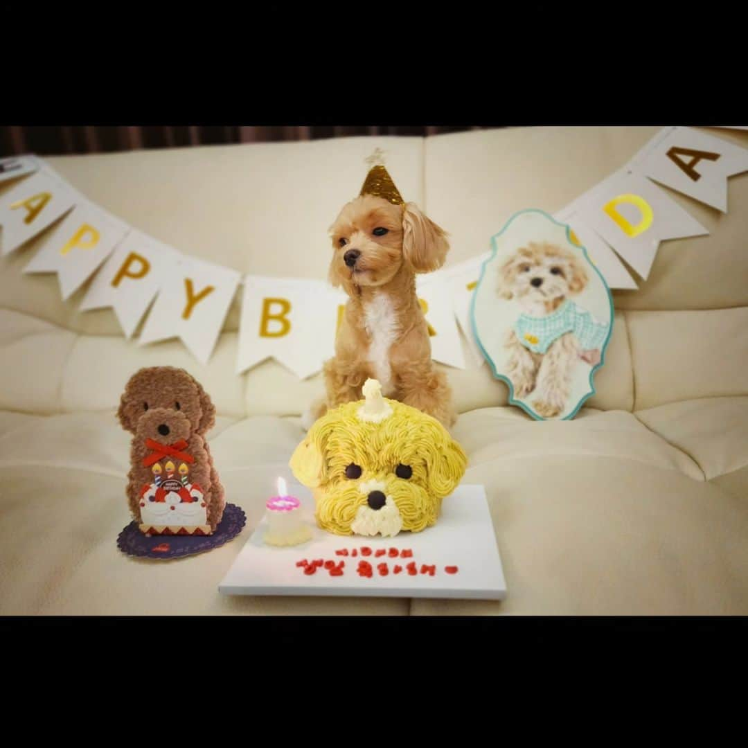 リュ・シウォンさんのインスタグラム写真 - (リュ・シウォンInstagram)「. #울시아🐶2살 생일~💕 #오래오래 함께해~시아야💜 #사랑해~🤎🤎 .」10月9日 11時59分 - ryusiwon106