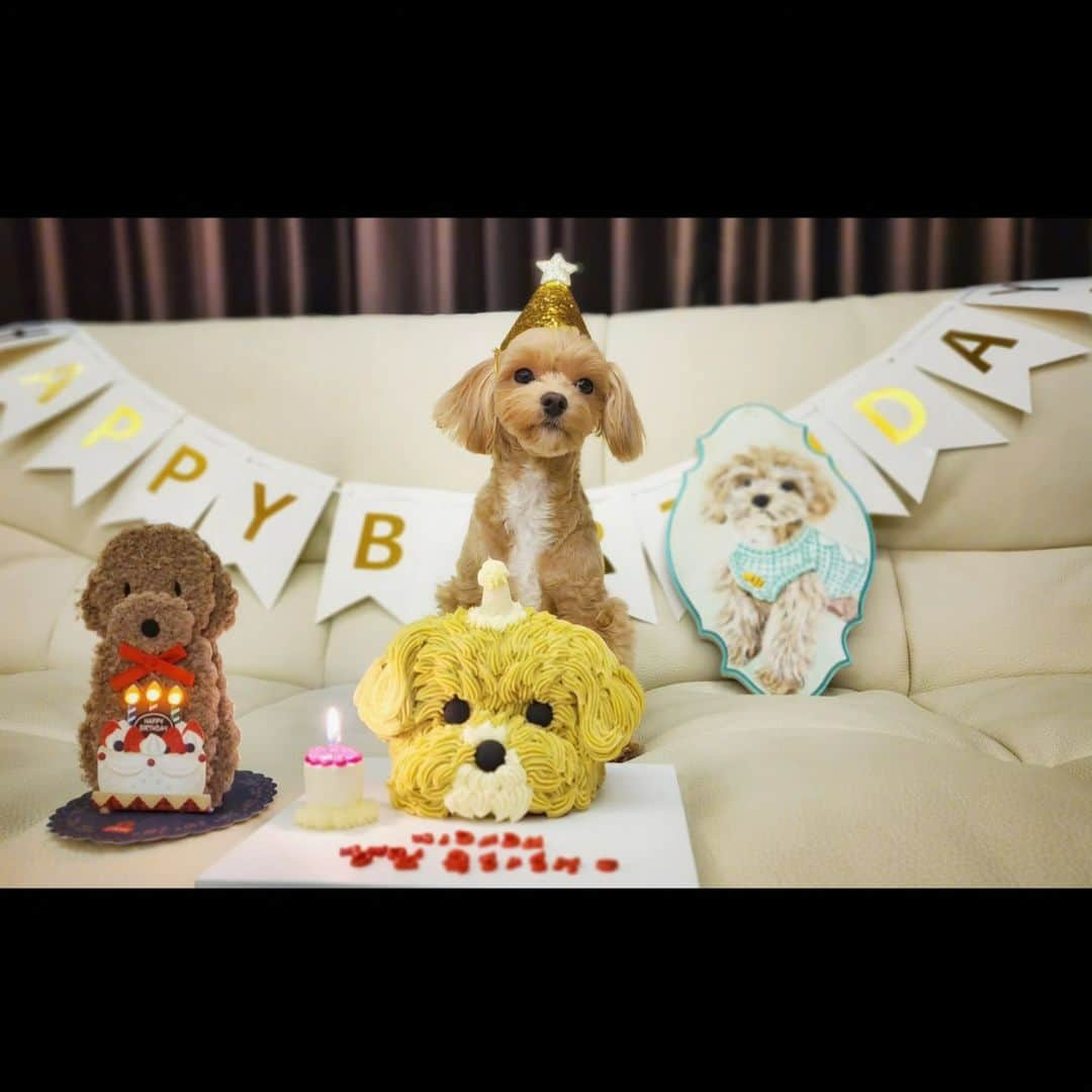 リュ・シウォンのインスタグラム：「. #울시아🐶2살 생일~💕 #오래오래 함께해~시아야💜 #사랑해~🤎🤎 .」