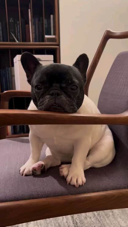 French Bulldogのインスタグラム：「Cuteness for Monday 😉🫶🏼 @peli_the_frenchie  . . . . .  #frenchieyoga #frenchieworld #buhi #cutestfrenchies #frenchiepic #frenchieobsessed #fab_frenchie #buzzfeedanimals #frenchiepost #frenchiesrule #frenchyfanatics #dailyfrenchie #frenchielove_feature #frenchie_feature #frenchie_corner #frenchielovers」