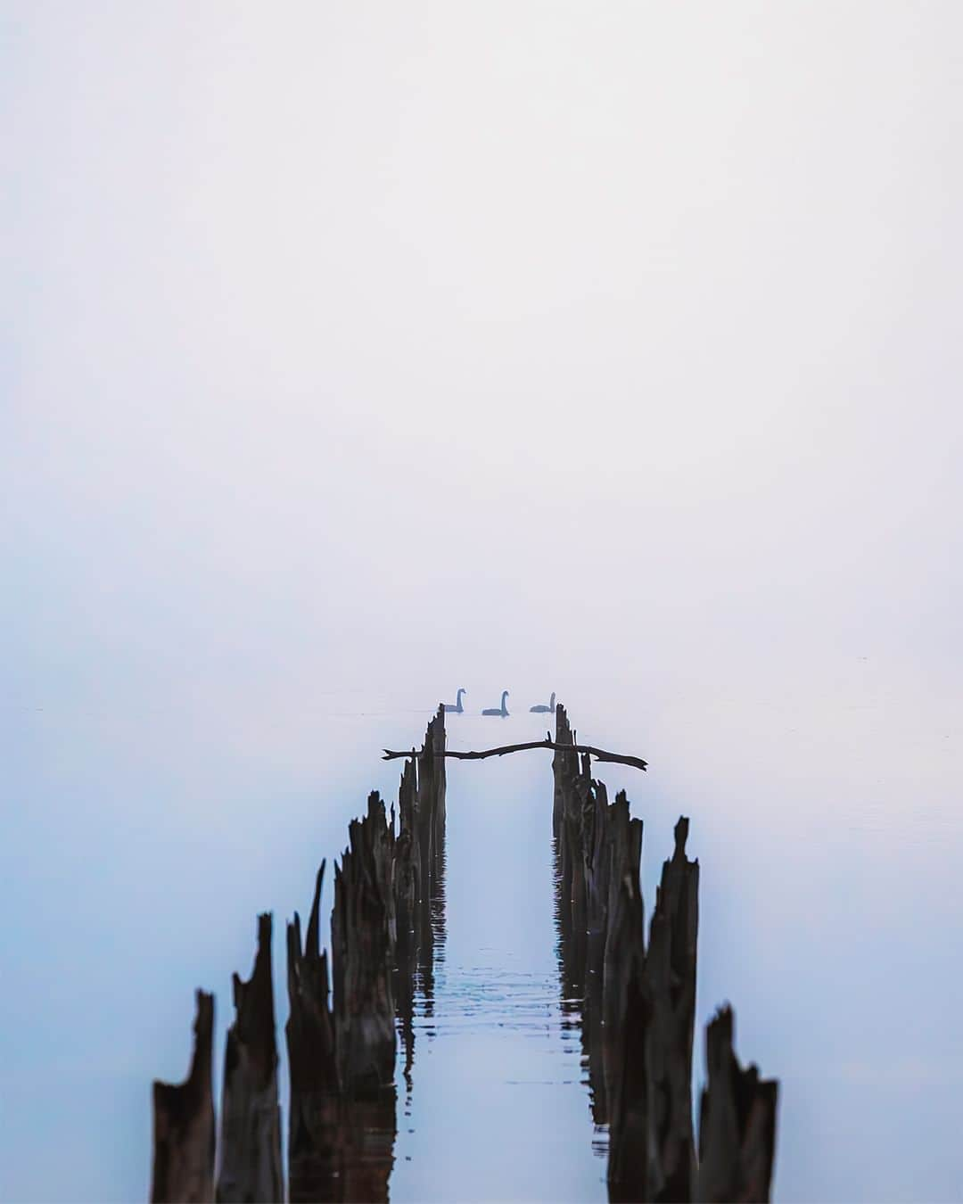 Nikon Australiaのインスタグラム：「Patience and precision brought these swans and an abandoned jetty to life in this moody shot by @ads.pixels.   "The early morning winter fog always sparks inspiration in me, prompting me to venture out and capture the moody winter aesthetic. On this particular occasion, I found myself photographing an abandoned jetty near a nearby lake, taking full advantage of the thick fog to create a minimalist scene. My primary focus for this shot revolved around certain key elements.  By making clever use of negative space, I aimed to draw attention to the jetty itself, which was further emphasized by the emptiness of the fog, ultimately guiding the viewer's eye towards a group of swans. It took a fair amount of patience (quite some time, in fact), but I managed to capture three swans in a row, adhering to the rule of odds to achieve visual balance.  The essence of this photo lies in its leading lines, prominent subjects, compelling narrative, and soft, muted lighting that perfectly encapsulates the atmosphere of a fog-shrouded morning. I believe it distils the very essence of such a morning into a visual narrative.  Given the overcast conditions and the subdued lighting, I made the deliberate choice to use a higher ISO setting of 4000 and set the aperture to f/3.2. This decision not only helped guide the viewer's focus but also accentuated the overall aesthetic of the scene. Even in challenging conditions like these, I can always rely on my trusty Z 6 to deliver the dynamic range necessary to ensure I can capture mornings like this just as I envision them."  Photo by @ads.pixels  f/3.2 | 1/200 sec | ISO 4000  Captured on the Z 6 and NIKKOR Z 24-70mm f/2.8 S  #Nikon #NikonAustralia #MyNikonLife #NikonCreators #NIKKOR #Zseries #LandscapePhotography #Australia」