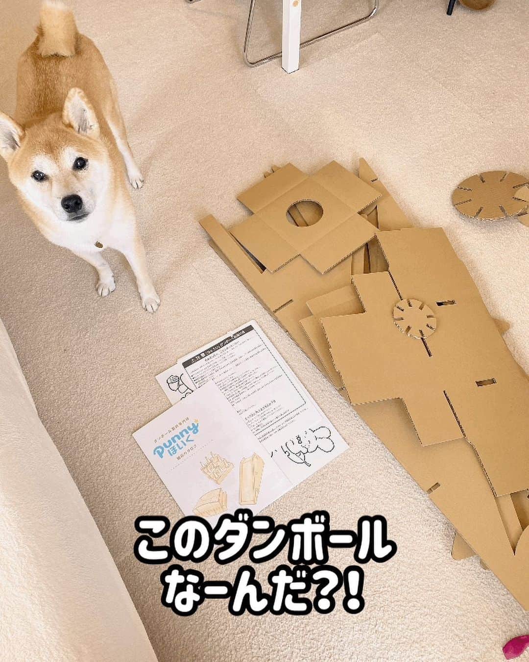 柴犬Mamesuke・Korosuke??大阪のインスタグラム：「🐱🐻👧🏻 🐾----*----*----*----*🐾 我が家の今年のクリスマスツリーはコレ🎄 とても狭い我が家、ツリーは諦めてたけど、 これはダンボールでできていて、 組み立ても分解も楽々‼️ それに、ダンボールだから、好きなようにアレンジできるのが楽しい🥰 ただ単に飾るより、色塗りしたり落書きしたり、シール貼ったり、色々楽しめるのも🙆‍♀️⭕️ 詳しくはこちら👇 @punny_hoiku 🐾----*----*----*----*🐾 #MameKoro #豆コロ #柴犬と子供 #犬と子供 #チャリちゃん見守り隊 #子守犬 #豆柴 #柴犬 #赤柴 #豆介 #コロ介 #shibagram #shibastagram #shibainu #shiba #pr  #ダンボール遊具 #ダンボールおもちゃ #punnyほいく #プニーほいく #誕生日プレゼント #工作 #アート知育 #ダンボールツリー」