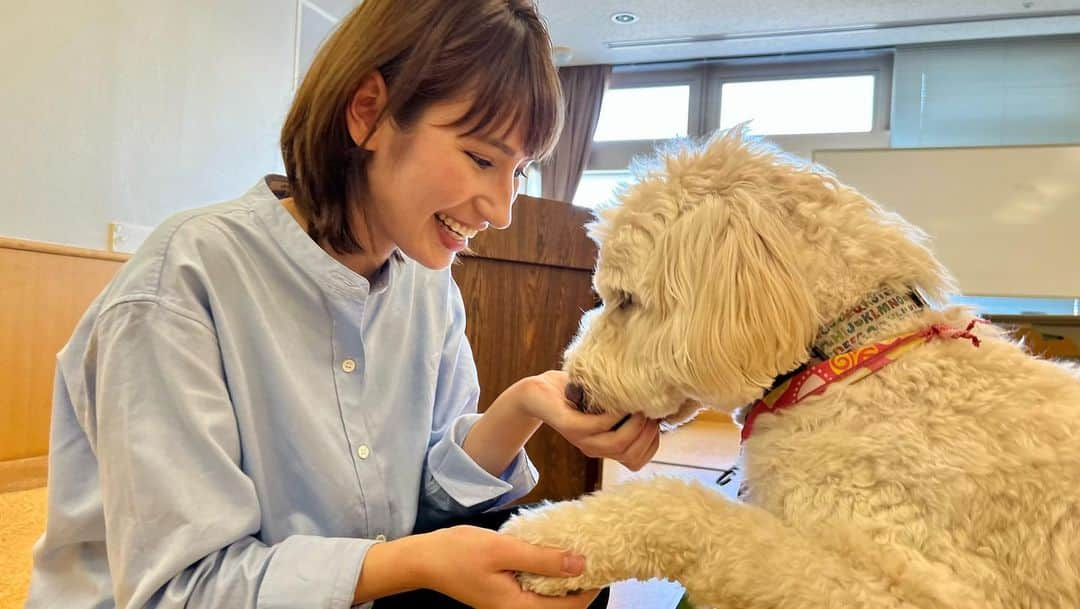 澤田愛美さんのインスタグラム写真 - (澤田愛美Instagram)「.  きょうは取材で 「動物のことについてもっと知ろう」という講演会へ！  犬たちは体を使ってコミュニケーションをとっていることや、 アニマルセラピーについて、 そして犬のしつけの目的が変わってきていることなど、 興味深いことがたくさんでした😳✨  犬たちと触れ合える時間もあり まさに癒しでした🥺  きょう午後6時15分〜の ハレのちあしたで放送予定です！  .   #アニマルセラピー #犬 #青森朝日放送 #ハレのちあした #取材 #報道 #アナウンサー」10月9日 13時47分 - amy____oxox