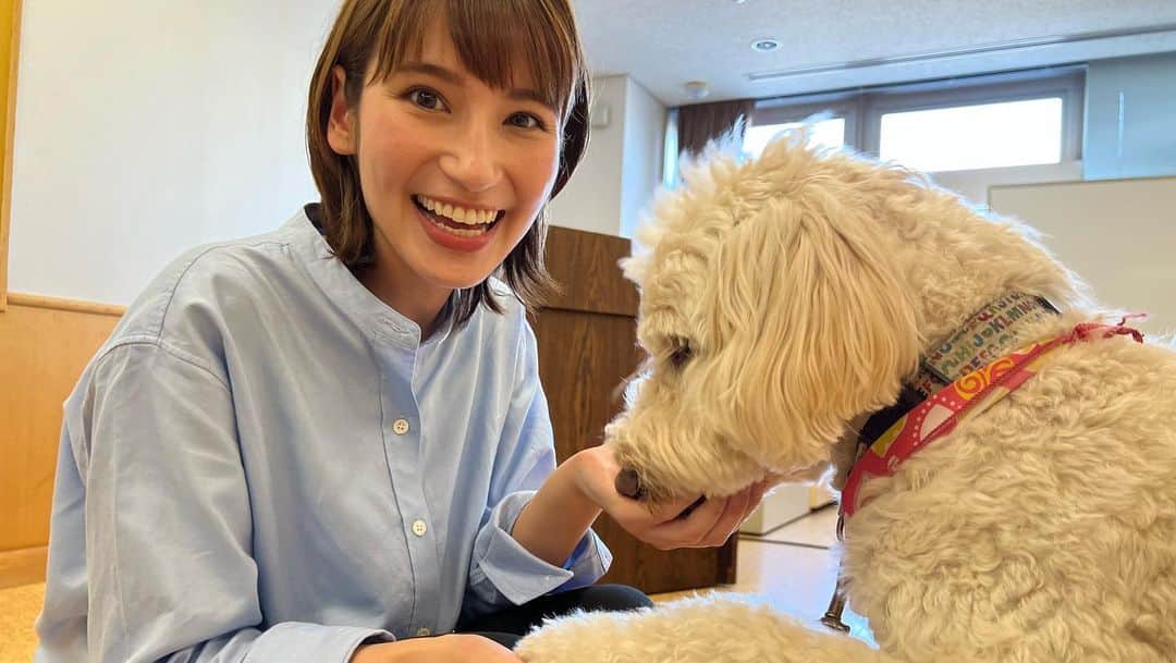 澤田愛美さんのインスタグラム写真 - (澤田愛美Instagram)「.  きょうは取材で 「動物のことについてもっと知ろう」という講演会へ！  犬たちは体を使ってコミュニケーションをとっていることや、 アニマルセラピーについて、 そして犬のしつけの目的が変わってきていることなど、 興味深いことがたくさんでした😳✨  犬たちと触れ合える時間もあり まさに癒しでした🥺  きょう午後6時15分〜の ハレのちあしたで放送予定です！  .   #アニマルセラピー #犬 #青森朝日放送 #ハレのちあした #取材 #報道 #アナウンサー」10月9日 13時47分 - amy____oxox