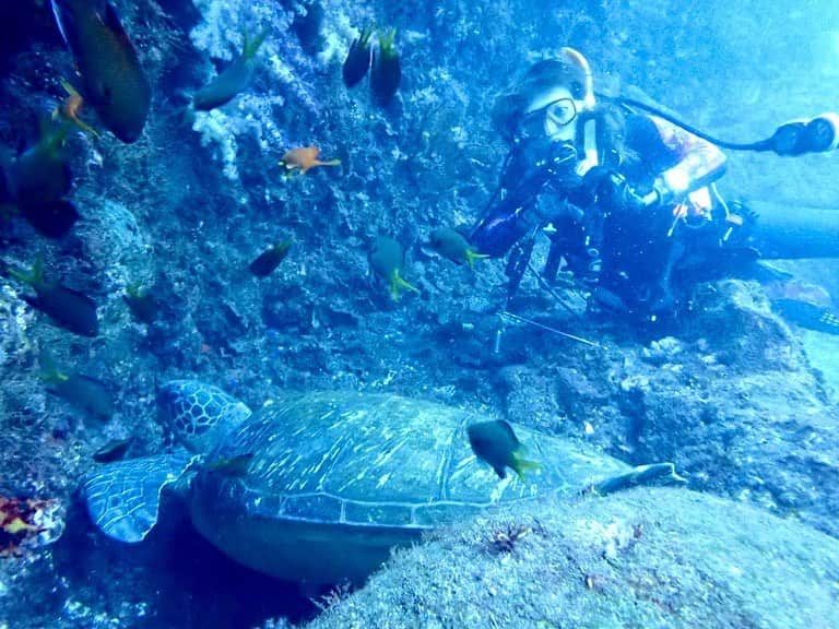 神谷麻美さんのインスタグラム写真 - (神谷麻美Instagram)「#scubadiving 💖🧜🏻‍♀️🪸🫧💖✨️  楽しいっ💖👼🏻‪‪︎‪︎‪🫶🏻👼🏻‪💖🪐🌈💖✨️  大きすぎる#カメ ちゃん💖🐢💖🌈💖✨️ 恐竜みたいなの🦖💖✨️ 可愛いっ💖✨️   #ハリセンボン ちゃん🐡💖ﾂﾝﾂﾝ💖✨️#punk だね💖✨️  可愛いっ🦖💖かわいいっ🦔💖✨️   #海の世界 最高❤️🌴❣️❣️✨️  #神秘的 💖✨️  一緒に #ダイビング しよっ🥰💕✨️ @aloha_lounge_lanai    #スキューバダイビング  #diver #ダイバー #ダイビング女子」10月9日 13時49分 - asamice428