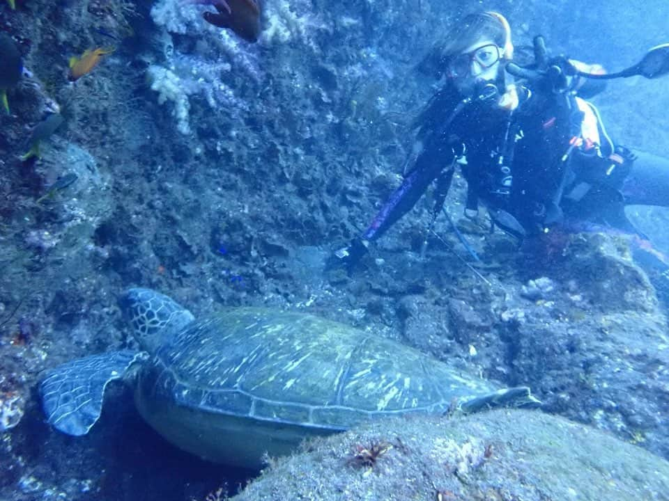 神谷麻美さんのインスタグラム写真 - (神谷麻美Instagram)「#scubadiving 💖🧜🏻‍♀️🪸🫧💖✨️  楽しいっ💖👼🏻‪‪︎‪︎‪🫶🏻👼🏻‪💖🪐🌈💖✨️  大きすぎる#カメ ちゃん💖🐢💖🌈💖✨️ 恐竜みたいなの🦖💖✨️ 可愛いっ💖✨️   #ハリセンボン ちゃん🐡💖ﾂﾝﾂﾝ💖✨️#punk だね💖✨️  可愛いっ🦖💖かわいいっ🦔💖✨️   #海の世界 最高❤️🌴❣️❣️✨️  #神秘的 💖✨️  一緒に #ダイビング しよっ🥰💕✨️ @aloha_lounge_lanai    #スキューバダイビング  #diver #ダイバー #ダイビング女子」10月9日 13時49分 - asamice428