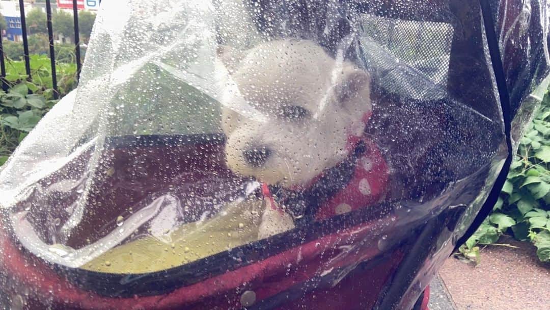 ジュディ・オングのインスタグラム：「「雨は苦手でございましゅ。カートの中で十分でしゅ」とアイリス。I don’t care too much for rainy day walk… rather stay in my cart., says Iris.」