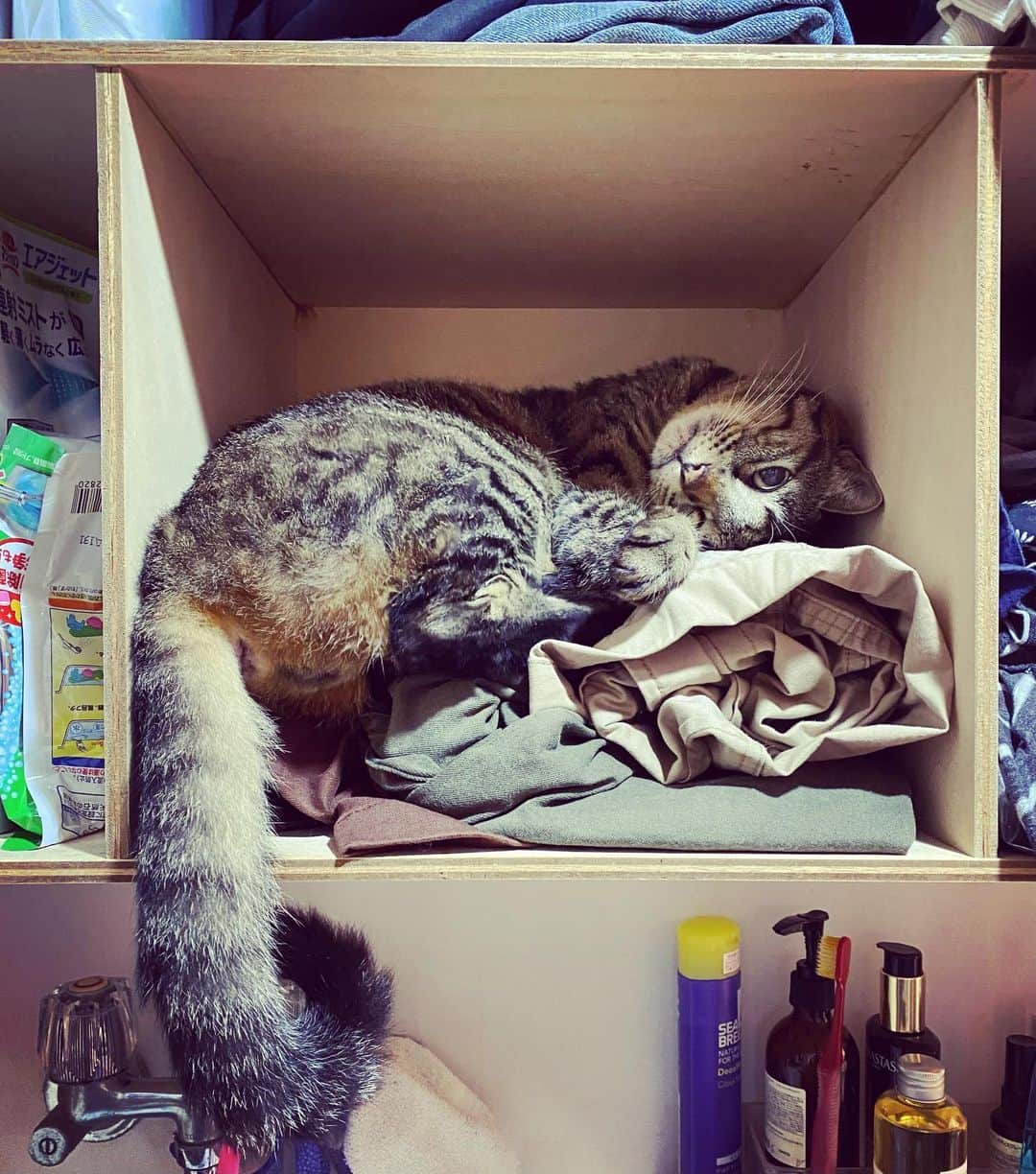 相原コージさんのインスタグラム写真 - (相原コージInstagram)「やっぱり箱が好き。　#ねこ　#キジトラ  #箱　#棚　#cat #catstagram」10月9日 13時54分 - kojiaihara