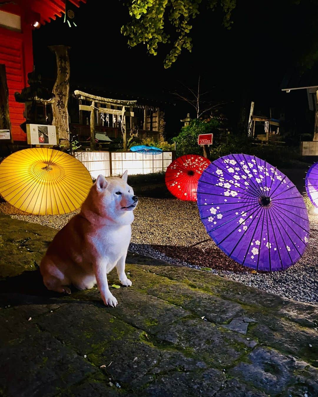 Kazumi-Gakumamaのインスタグラム：「去年、岳も訪れた伊豆松崎の「松崎まち灯り」⛱️ *  今年も、松崎の情緒あるなまこ壁や古民家、寺社などに和をテーマにしたライトアップを実施します✨ *  昼とは一風変わった、幻想的な夜の松崎が楽しめます。 とってもステキですので是非お出掛けください💖 *  開催場所：伊那下神社、浄感寺、なまこ壁通り　など  開催日時：10月21日(土)～10月29日(日) 18時00分～20時30分 出　　店：10月27日(金)～10月28日(土) 　　　　　 伊那下神社横駐車場にて出店があります。 ※雨天中止  お問い合わせ⏬ 松崎町役場　企画観光課 住所：〒410-3696　静岡県賀茂郡松崎町宮内301-1　本庁2F TEL：0558-42-3964 FAX：0558-42-3183 E-Mail：kankou@town.matsuzaki.lg.jp  訂正)☞5枚目の画像ですが、 「伊豆長八美術館」ではなく、 正しくは「伊豆の長八美術館」です。 訂正してお詫び申し上げます。 🐾----*----*----*----🐾  Last year, Gaku also visited Izu Matsuzaki's "Matsuzaki Town Light" ⛱️ * This year as well, we will be lighting up Matsuzaki's atmospheric sea cucumber walls, old folk houses, temples and shrines with a Japanese theme✨ *  You can enjoy Matsuzaki at night, which is completely different from the daytime and magical. It's very nice so please come and visit us 💖 🐾----*----*----*----🐾 #柴犬 #岳 #柴犬岳 #柴犬ガク#gaku #shibainugaku #shiba #shibainu #shibastagram #いぬすたぐらむ #pecoいぬ部 #pecotv  #dogsofinstagram #ワンフルエンサー  #hermoso #柴犬岳の #松崎町 #伊豆まつざき #伊豆まつざきたのしー  #松崎町観光協会 #静岡県 #静岡県観光協会 #静岡観光 #しずおか元気旅 #まちなか散策  #松崎まち灯り #ライトアップ  #プロジェクションマッピング #matsuzaki #20231009」