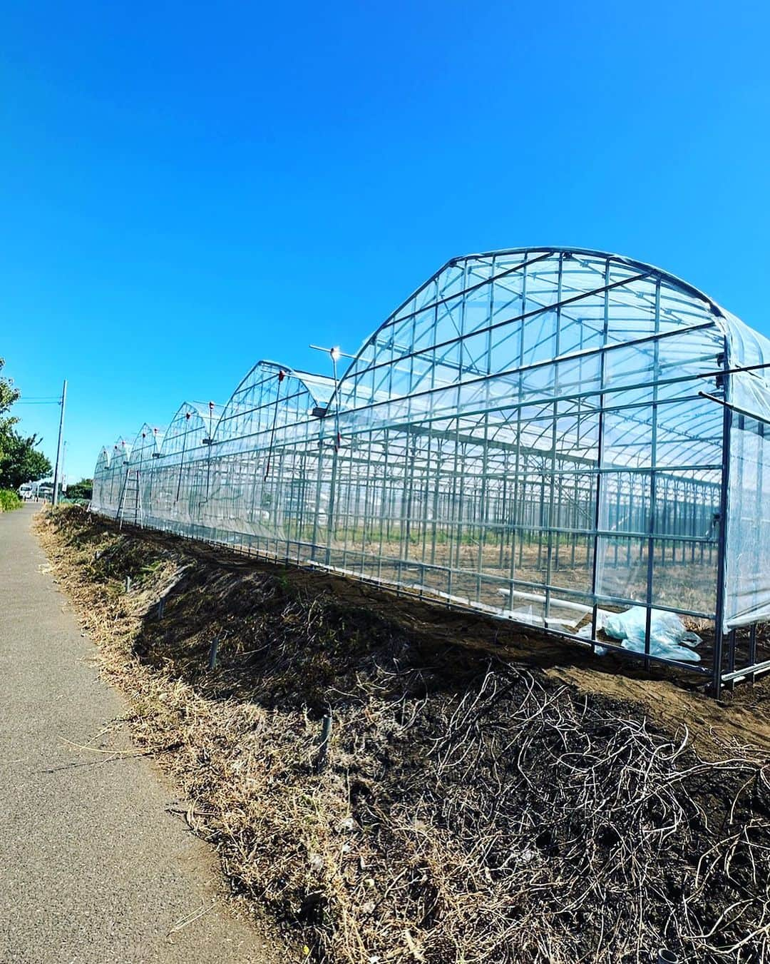 三ツ間卓也のインスタグラム：「🍓  🚧三ツ間農園ハウス建設👷‍♂️  ビニール貼り完成🎉✌️  #三ツ間農園#横浜いちご#いちご狩り#白いちご#ピンクいちご#元プロ野球選手#中日ドラゴンズ#逃走中#代打三ツ間#딸기#草莓#fresa#少年野球#高校野球##大学野球#社会人野球」