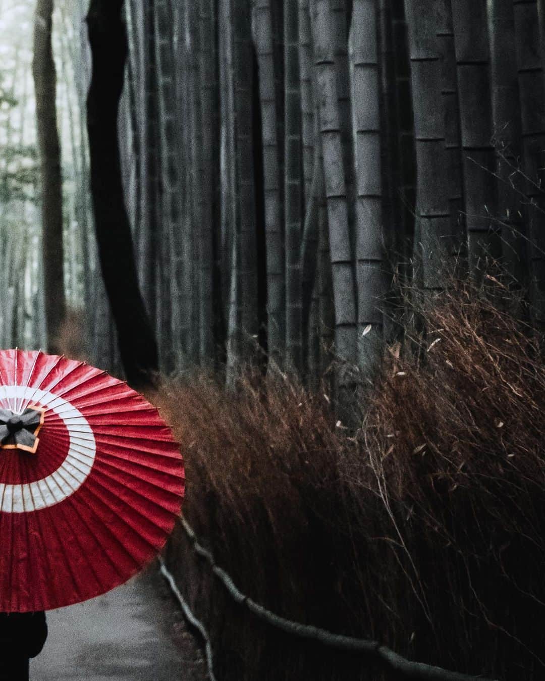 田村幸士さんのインスタグラム写真 - (田村幸士Instagram)「. escape Kyoto.  昨年夏の撮影以来の京都は５日間の滞在。 父の南座公演の初日を観て、会いたい方に会い、仕事の話や遊びの話をたくさんした。  竹林の小径は祖父母や伯父が眠る二尊院への道中。始発で行くと人がいなく、竹同士がぶつかり合い笹が擦れる音だけの世界。 . . . . . . . . —— ✂︎ —————— #kyoto #kyotojapan #kyototrip #kyototravel #bamboo #arashiyamabambooforest #arashiyamabamboogrove #photo_jpn #wu_japan #jp_gallery #lovers_nippon #nihonshooters #aestheticsjapan #japan_vacations #best_japan_photos _photos #unknownjapan #japanfeatured #sonyalpha #500px #lifeofadventure #nature_focus_on #hubsplanet #yourshotphotographer #earthoutdoors #earthfocus #japantravel #japantrip #japanculture #竹林の小径 #京都」10月9日 14時24分 - kojimg
