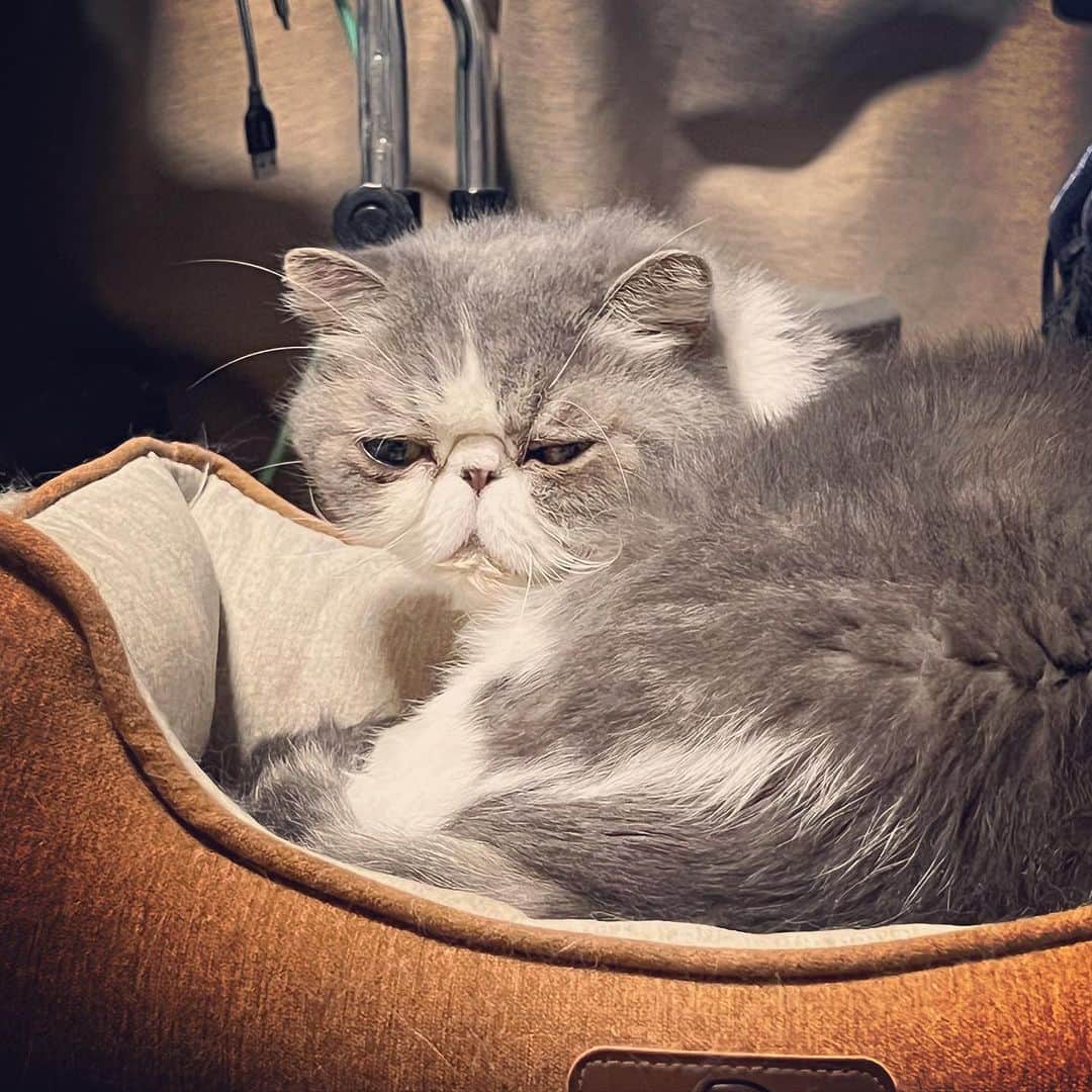 のインスタグラム：「起きたばかりの時は、やや年配者👴  #ムスカ #エキゾチックショートヘア #ねこすたぐらむ #ふわもこ部 #にゃんすたぐらむ #ねこ部 #にゃんこ #ねこのいる生活 #ねこのきもち #猫写真 #猫大好き #ペコねこ部 #ねこバカ #愛猫 #냥스타그램 #귀여워 #猫咪 #catstagram #kitty #petstagram #instacat #meow #catoftheday #ilovemycat #catstagram_japan #instagramcats #cutepets #Kedi #cat_of_Instagram #katter」