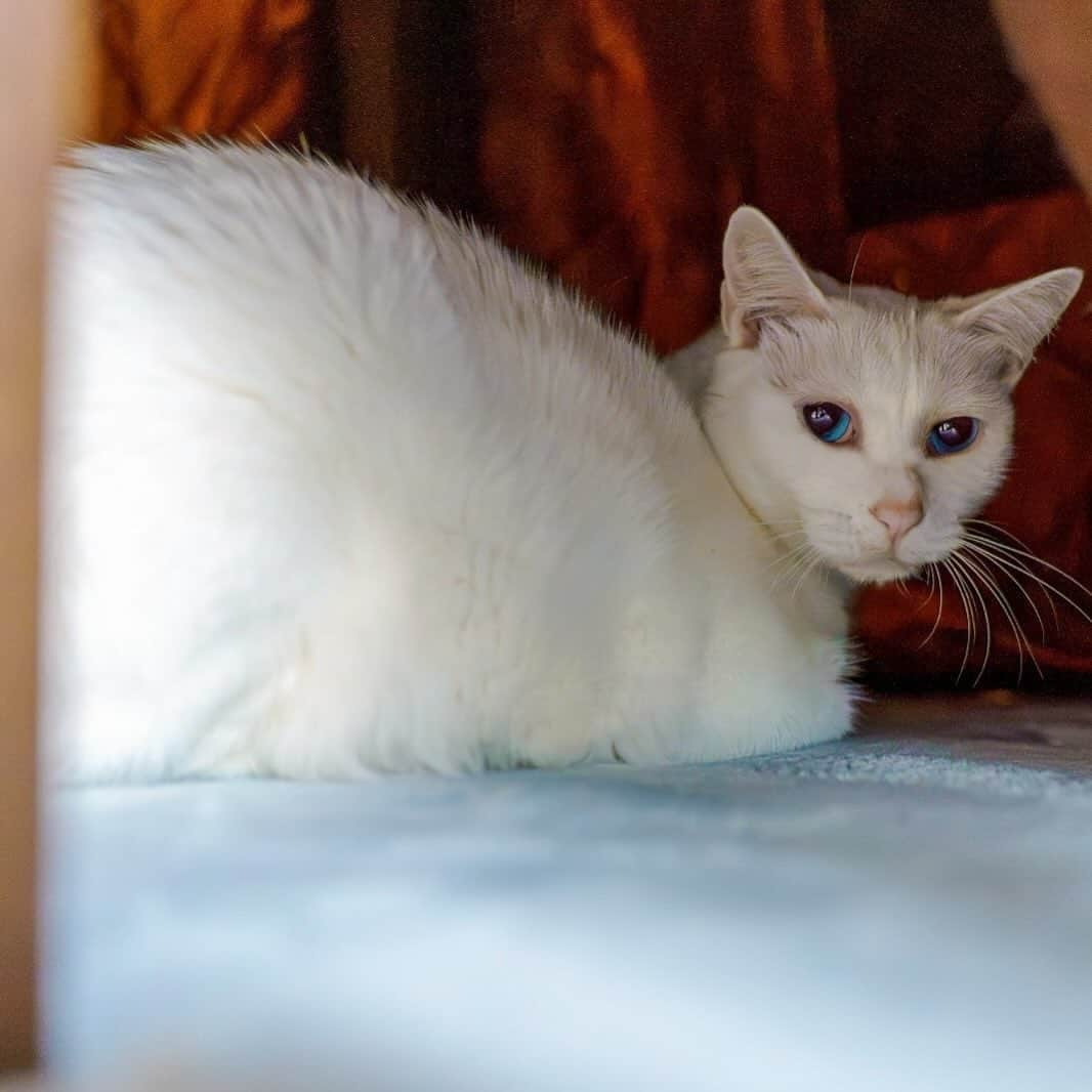 プンクマさんのインスタグラム写真 - (プンクマInstagram)「まだホットカーペットも入れていないのに定番の場所へ。笑 #青彩 #猫 #ねこ #ブルーアイズ #cat #neko #blueeyes #catlovers #catstagram」10月9日 15時41分 - pnkm913