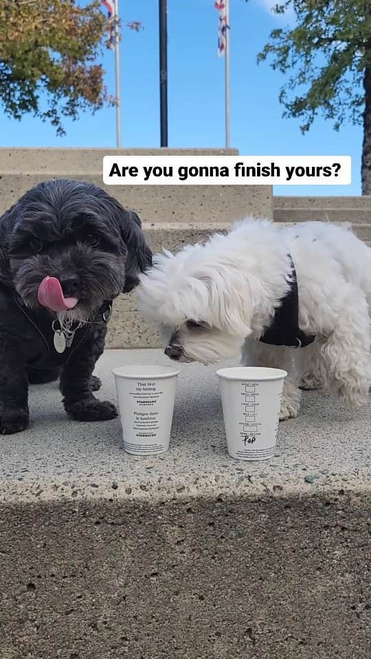 Toby LittleDudeのインスタグラム：「Coffee date 💜 @baxtersploots  #theothemaltese #puppuccino #coffeedate #shihtzu #bestfriends #maltese」